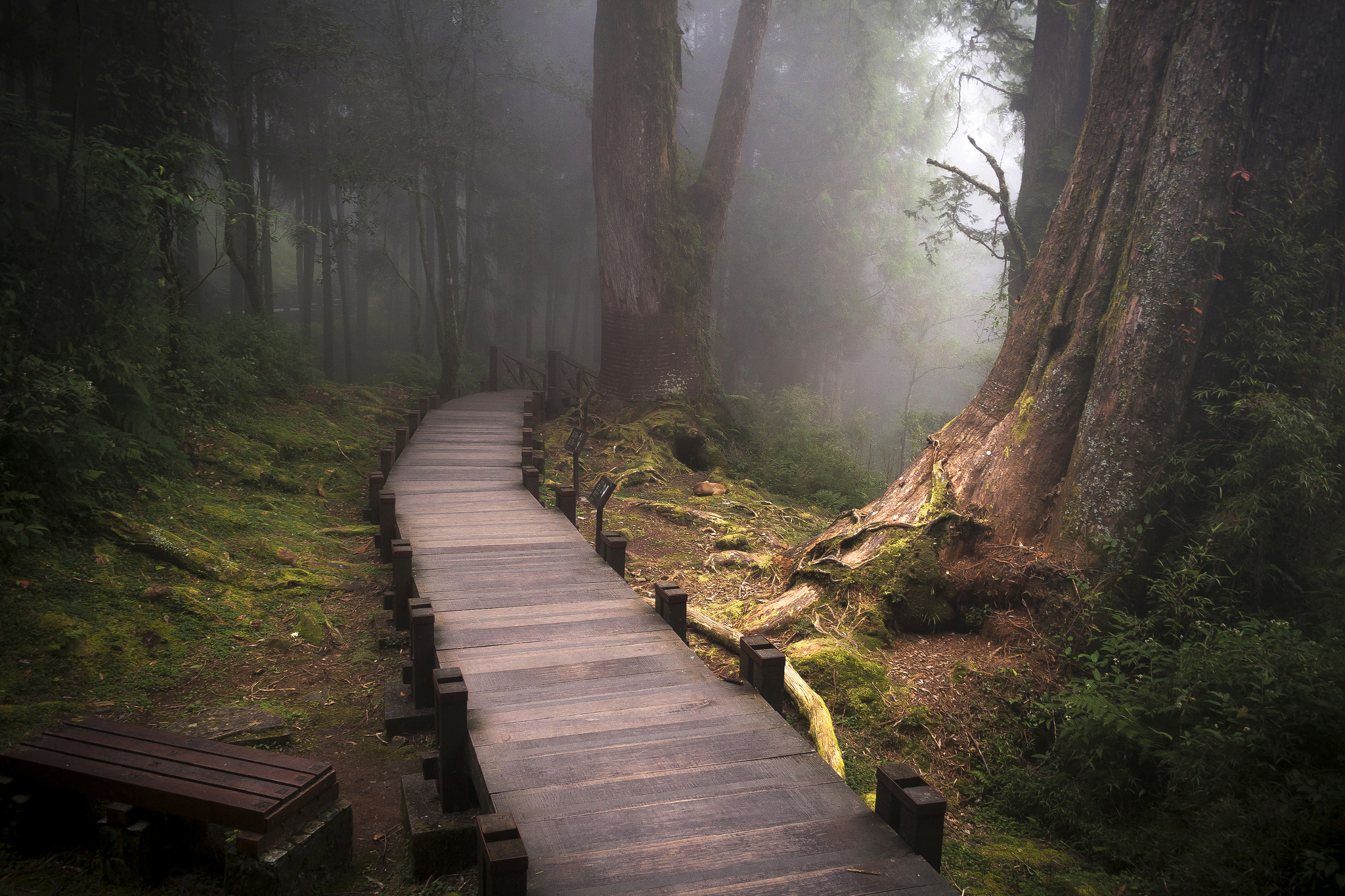 Сходи в лес. Лесной мост, горы Алишань, Тайвань. Шварцвальд тропа. Заброшенная тропа в лесу Япония. Экотропа Лесная тропа.