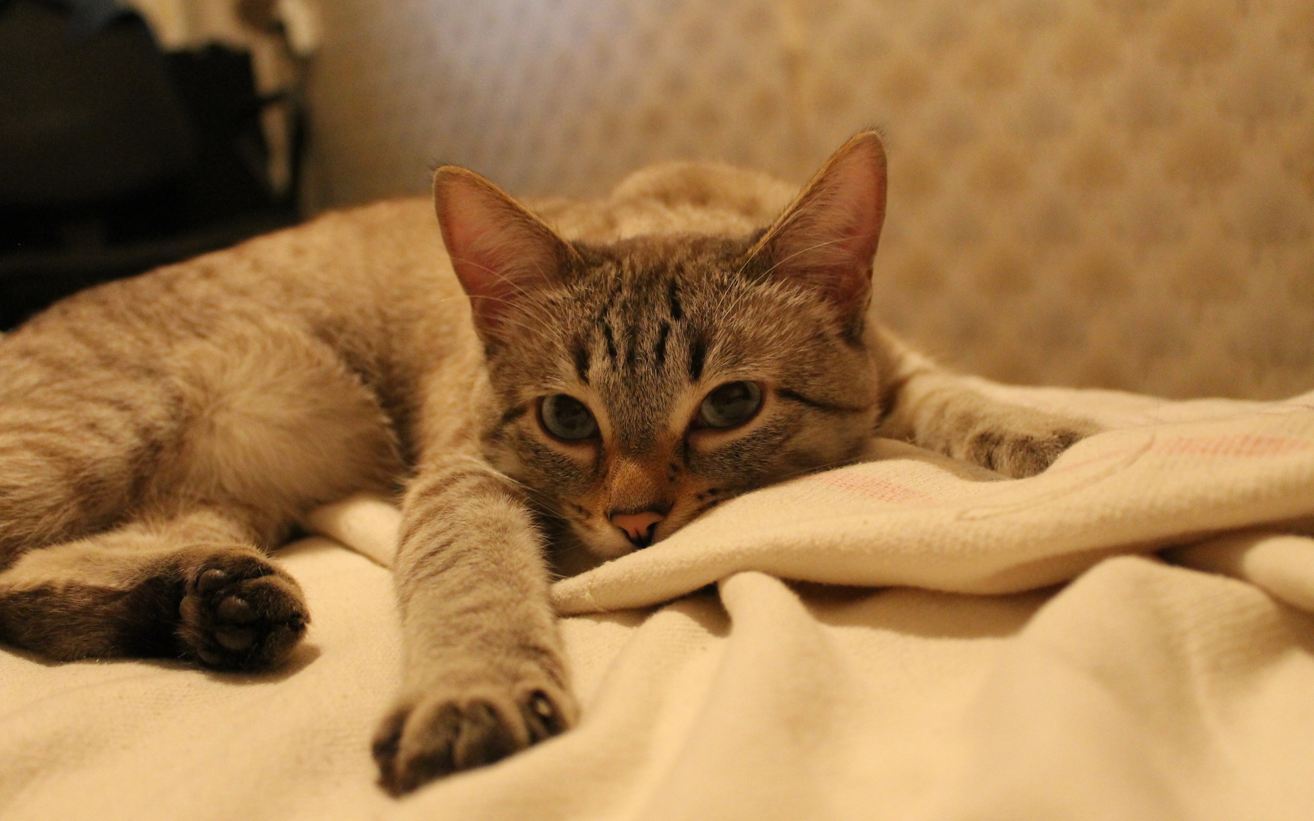 обои, фауна, савань