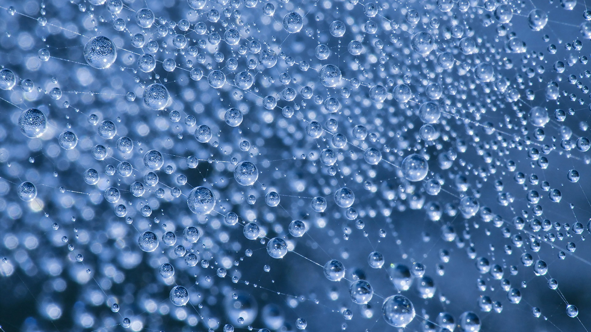 роса, blue, web
