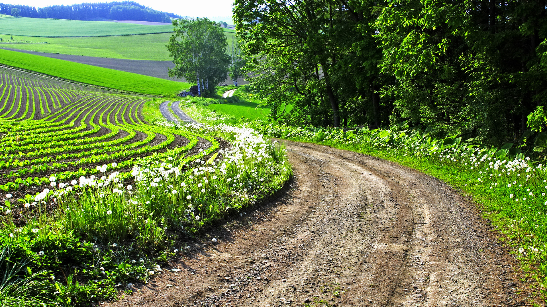 campagne, paysage,chemin
