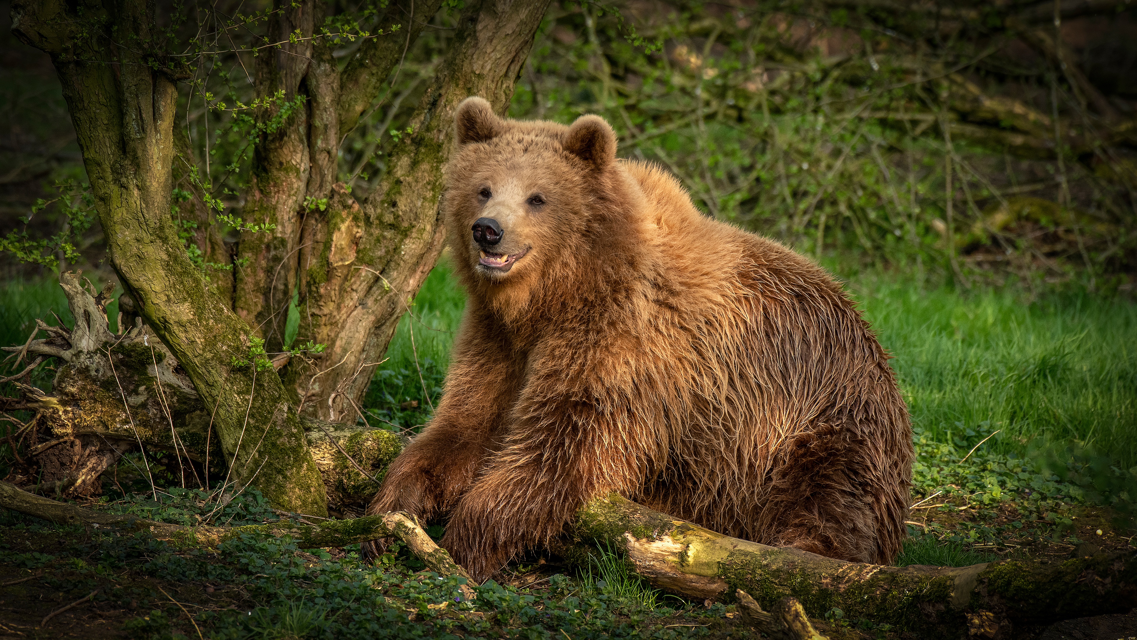 Апеннинский бурый медведь