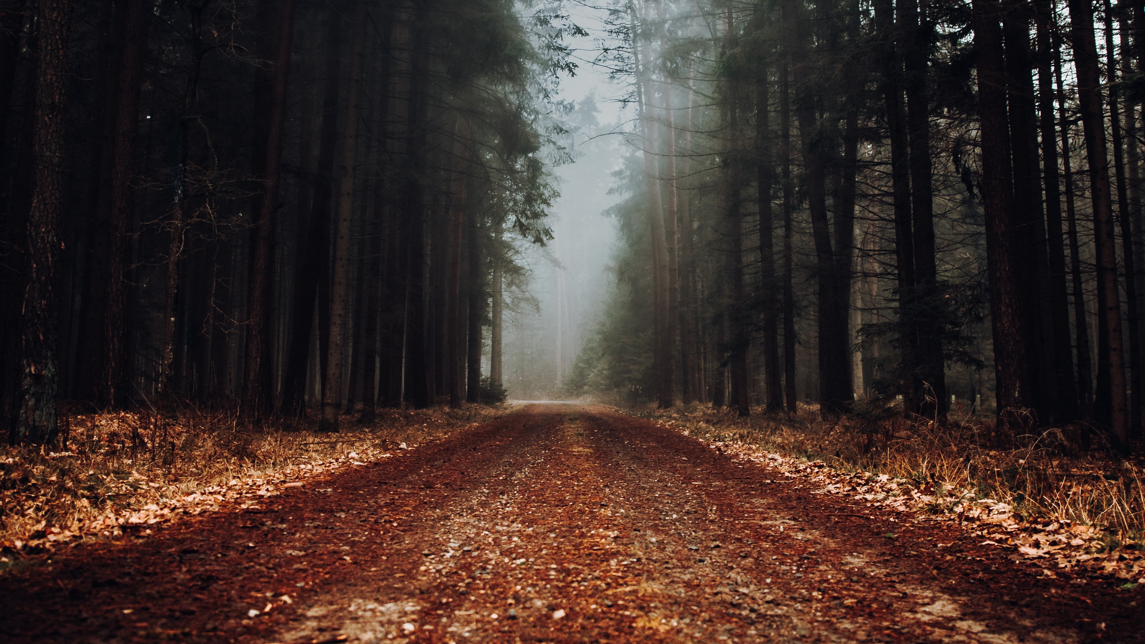 pantalla, bosque, im gene