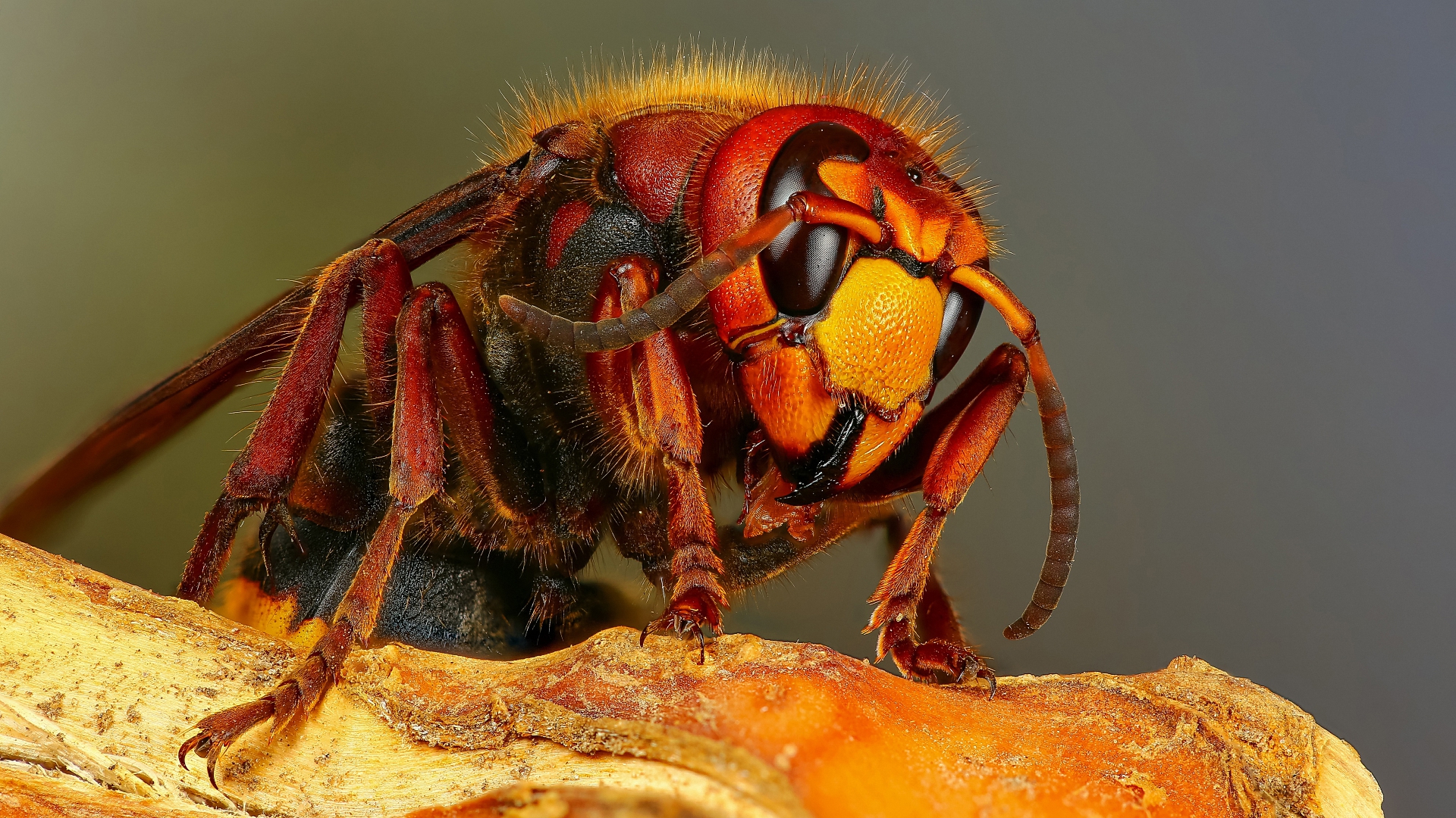 animal, hornet, closeup