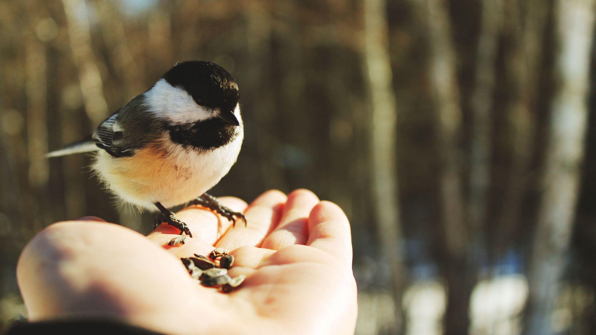 para, importante, muito