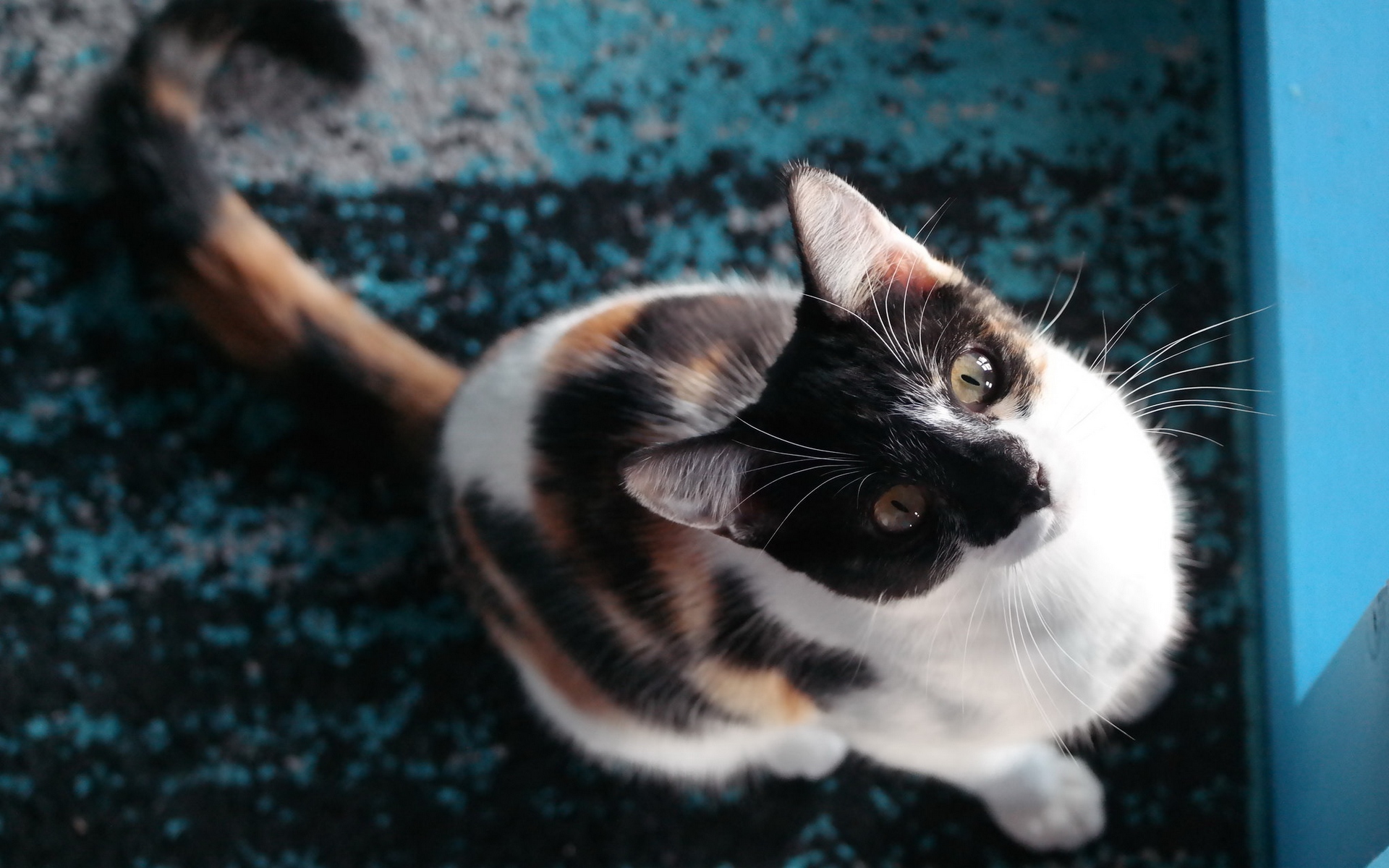 кот