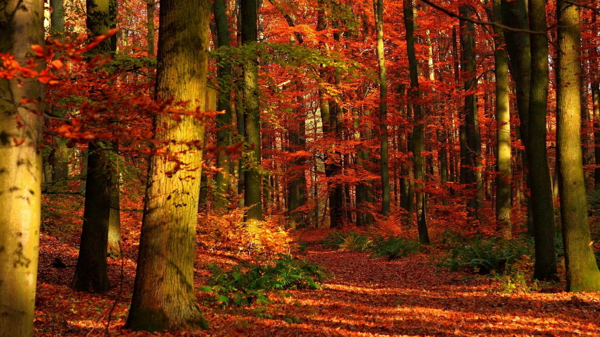 природа деревья осень заросли nature trees autumn thickets загрузить