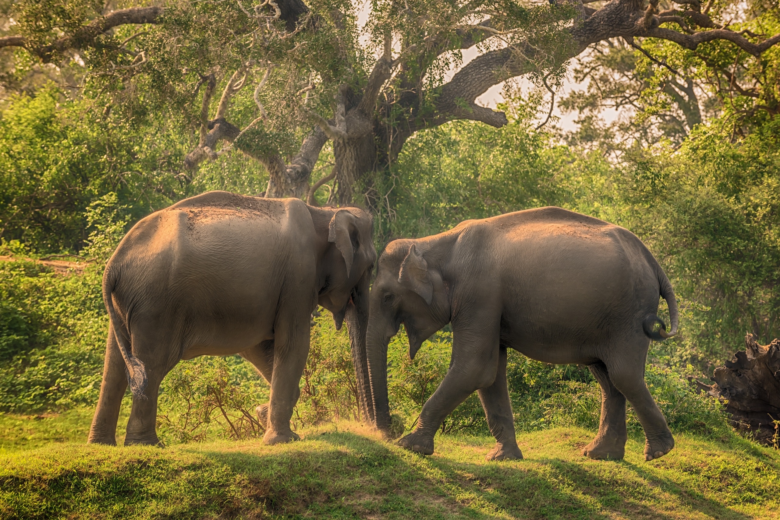 sri, lanka, слоны