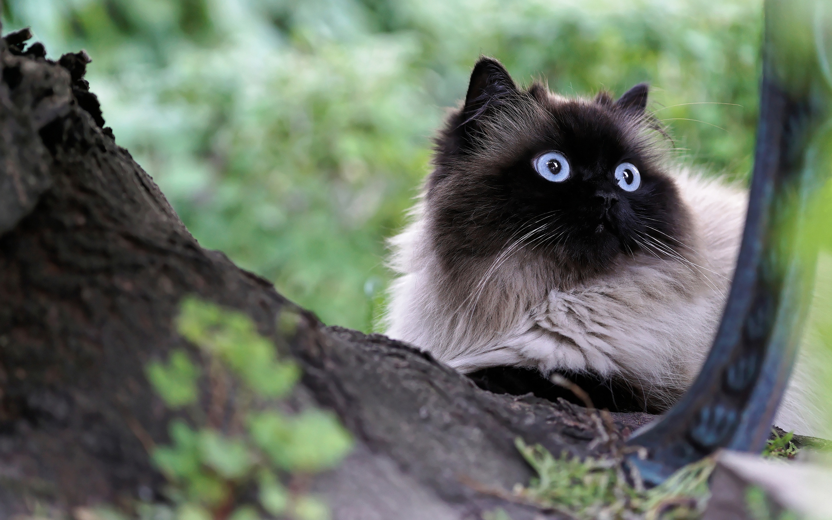 сиамский, пушистый