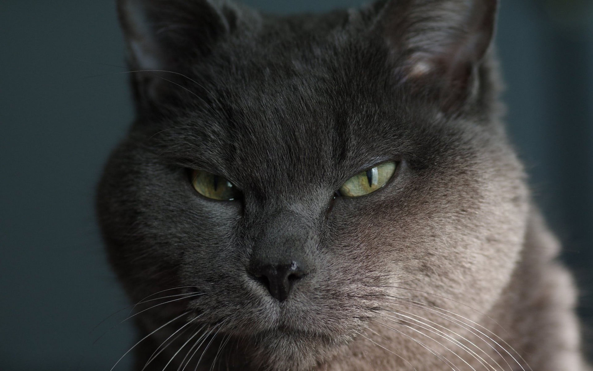 korat, wikipediakorat, google