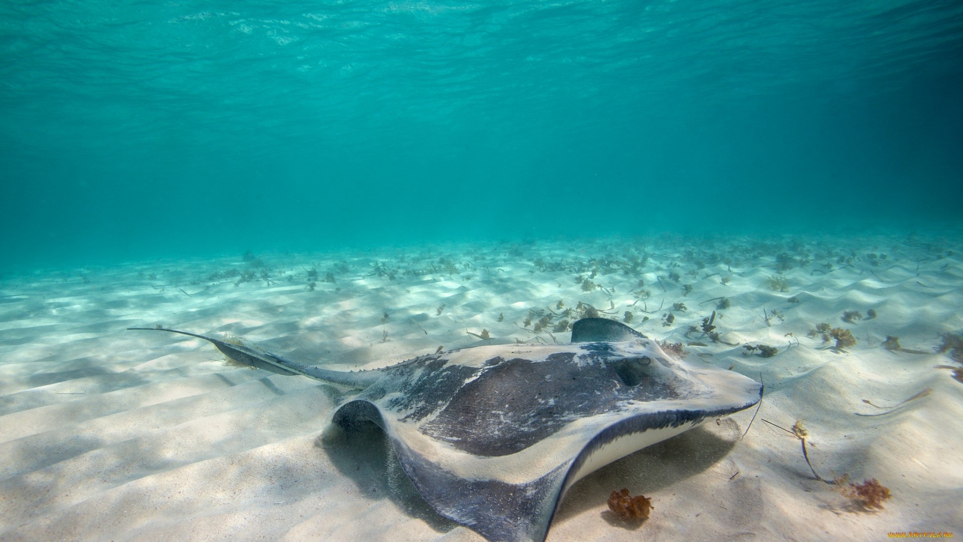 stingray, southern, фото