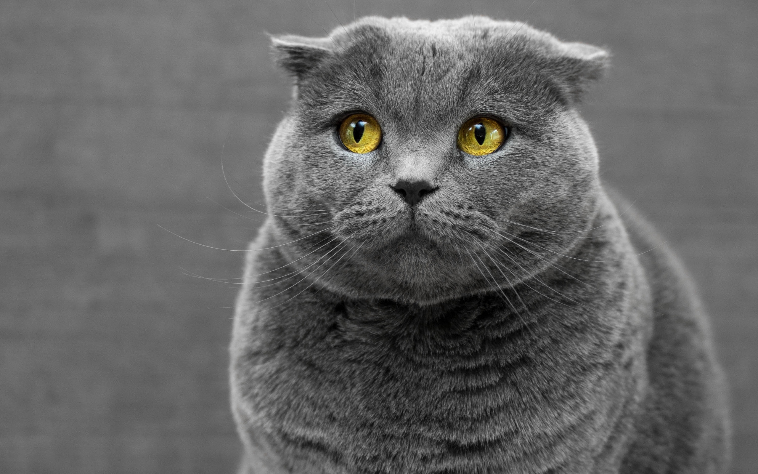 который, кот, штучка
