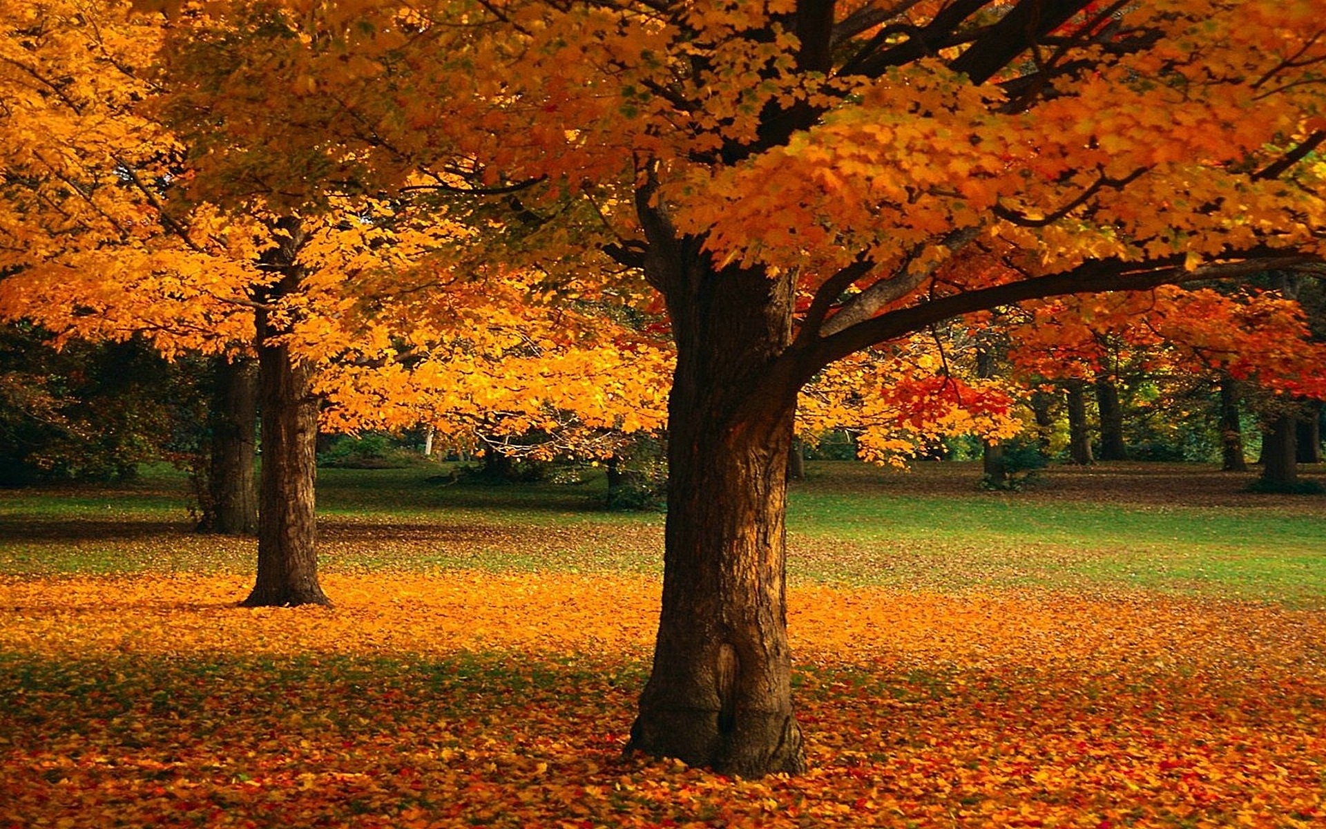 Желтые листья осеннего дерева скачать