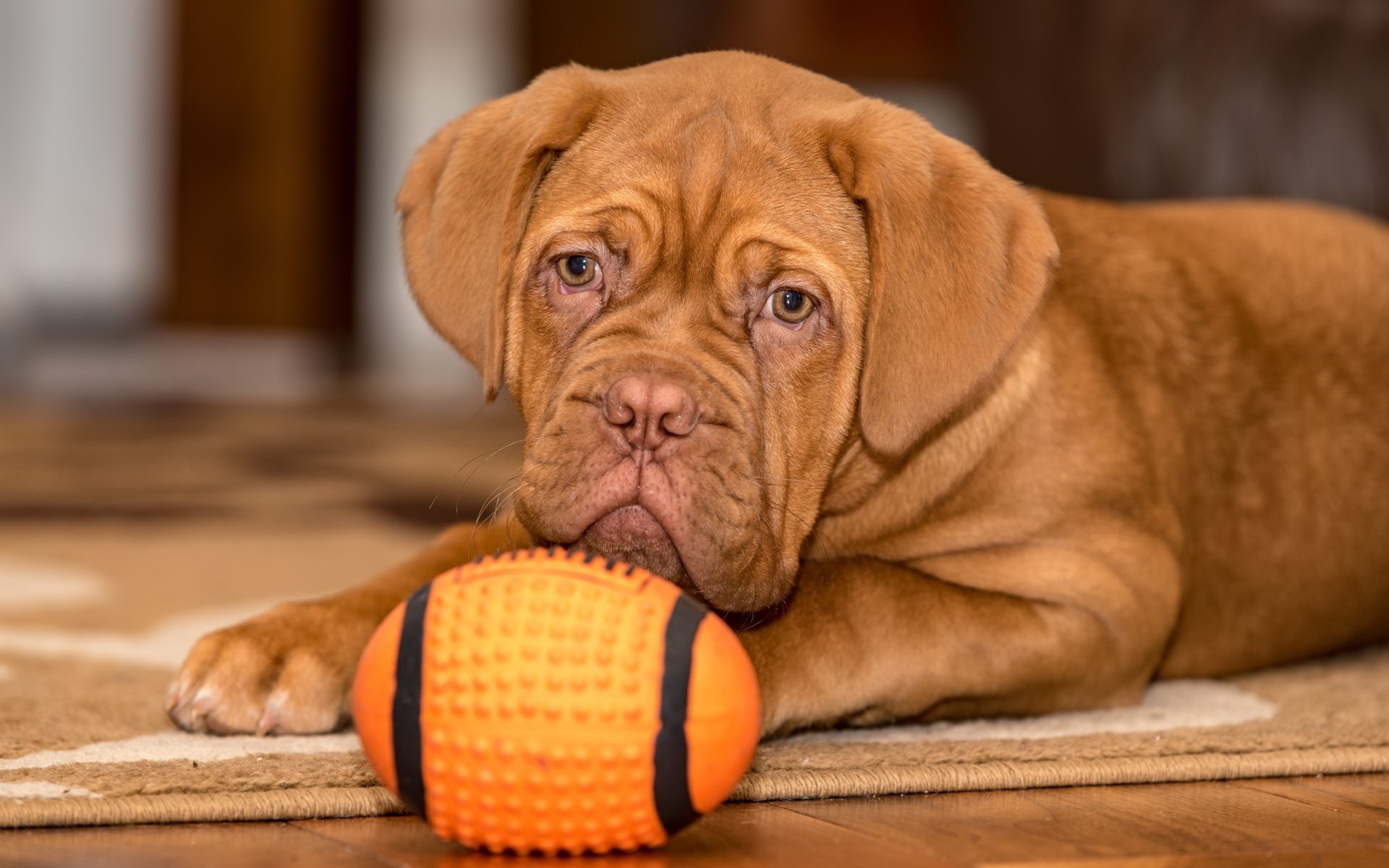 бордодский, высший