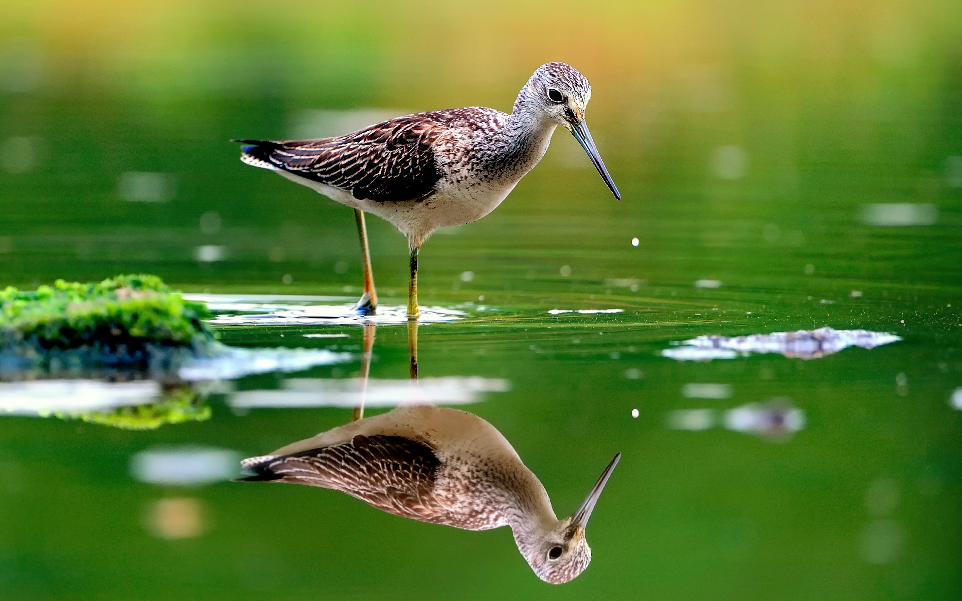 природа цветы животное птица вода без смс