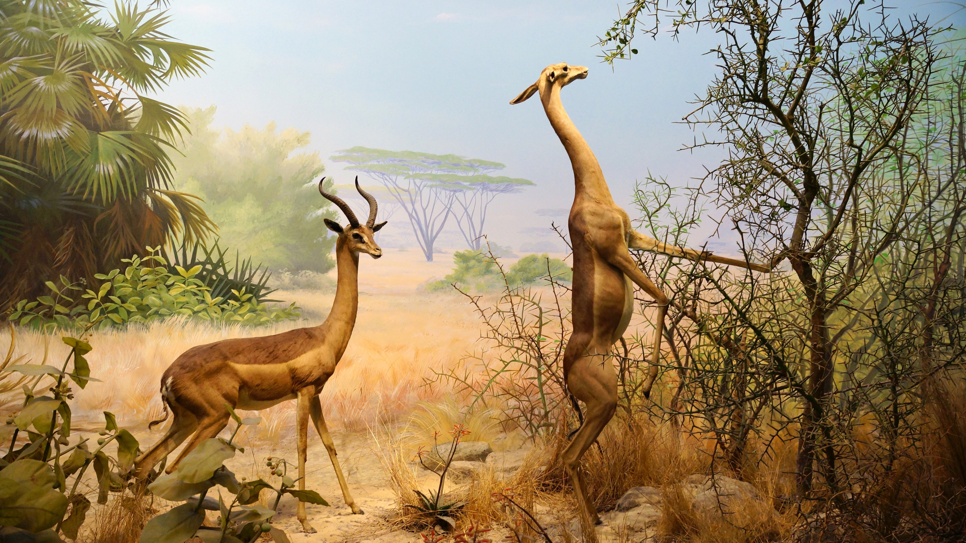 калифорния, франкиско, сан