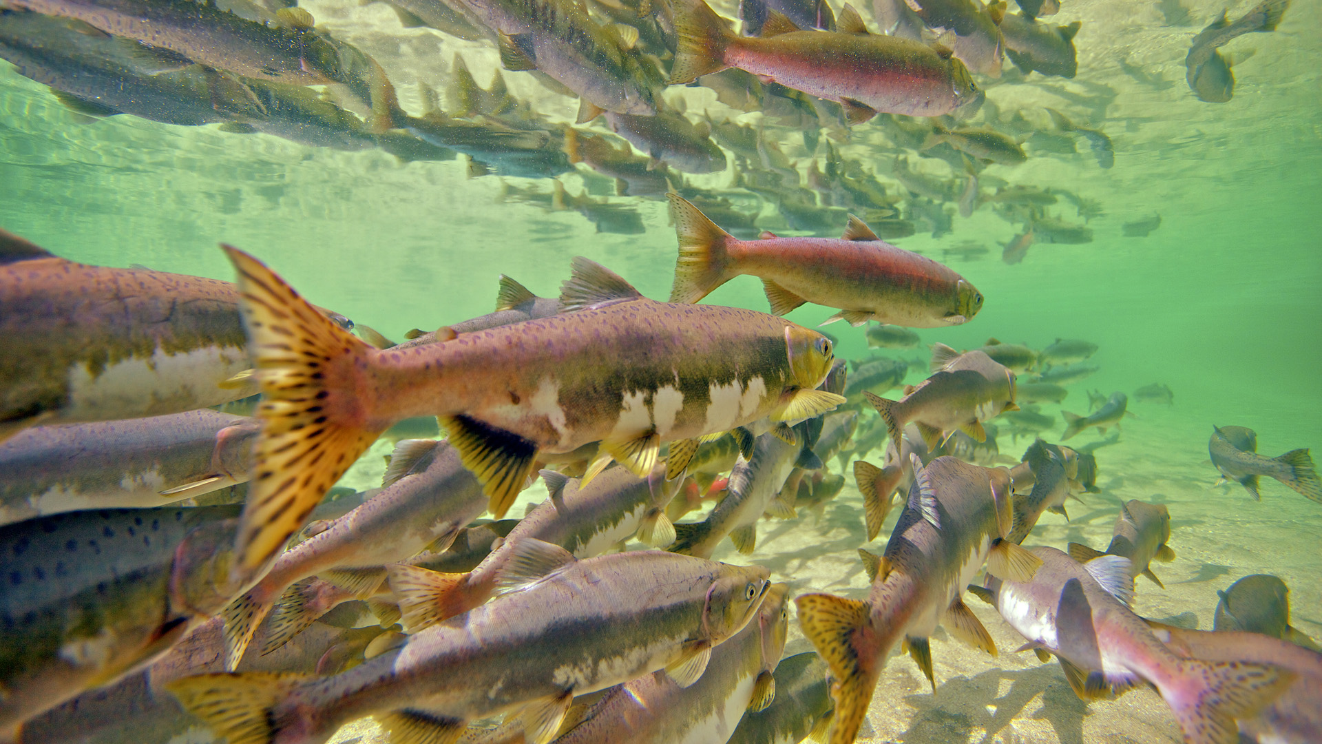 salmon, река, нерка