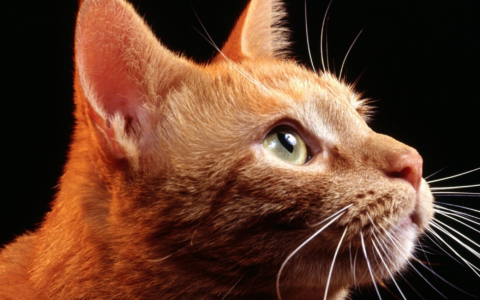 красное, красное