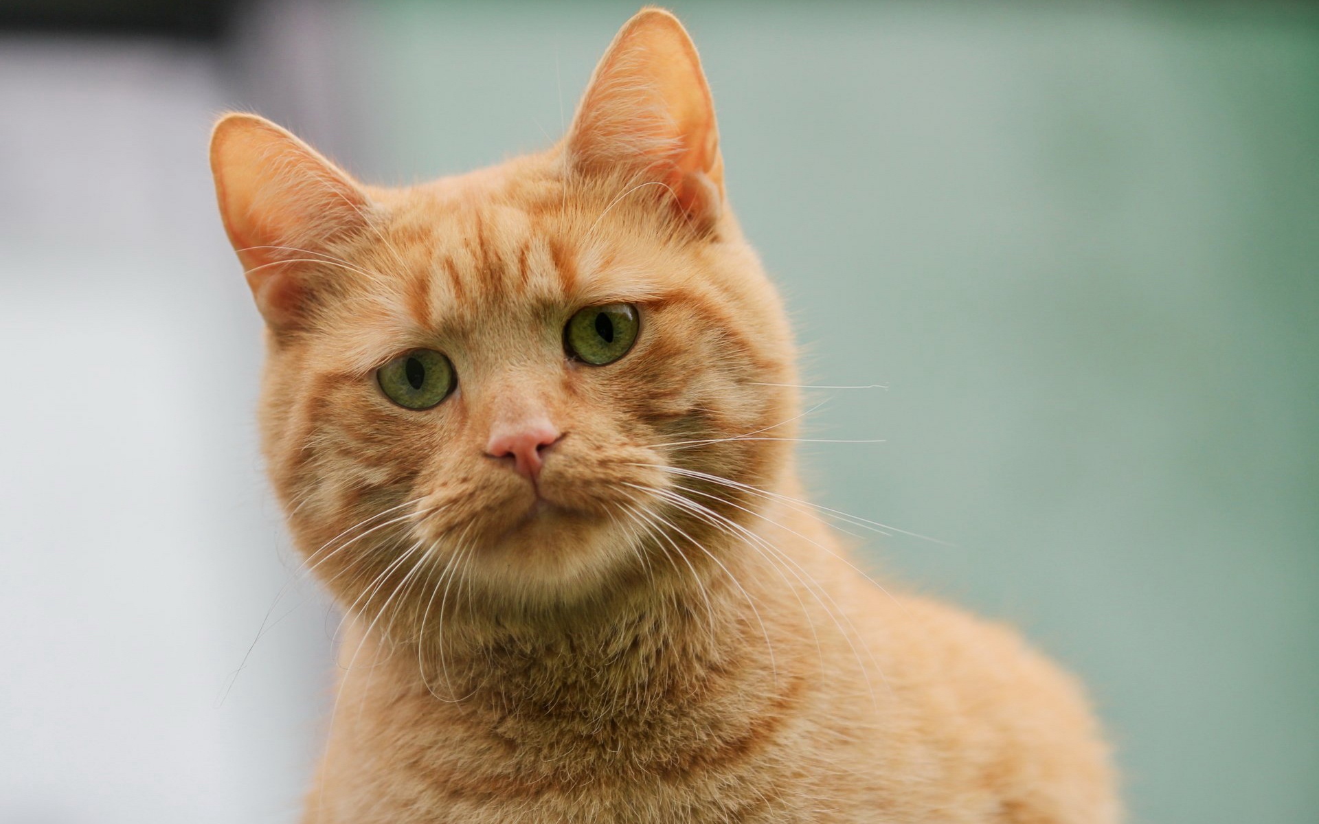 животное, домашнее