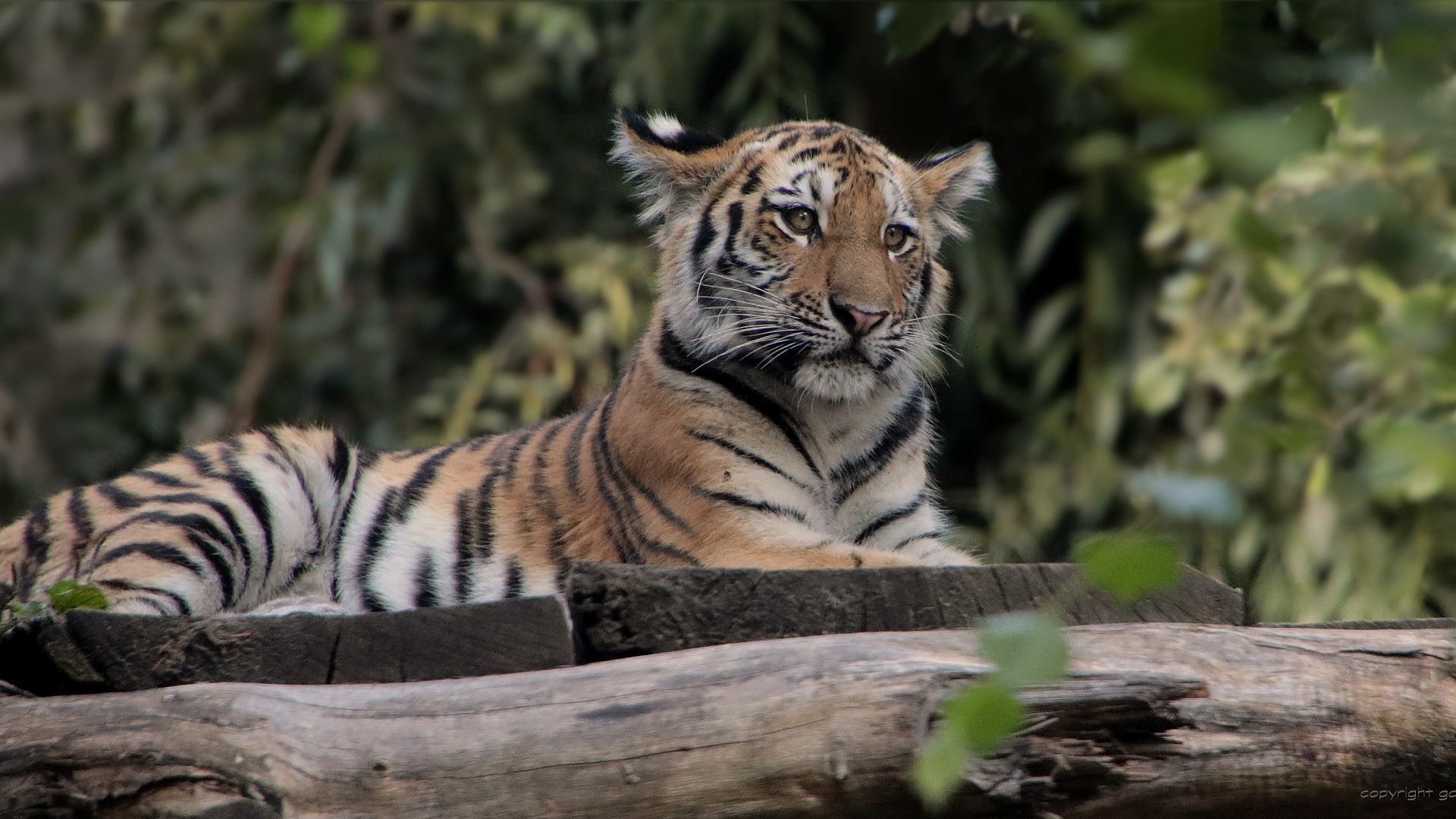 тигр, бенгальский