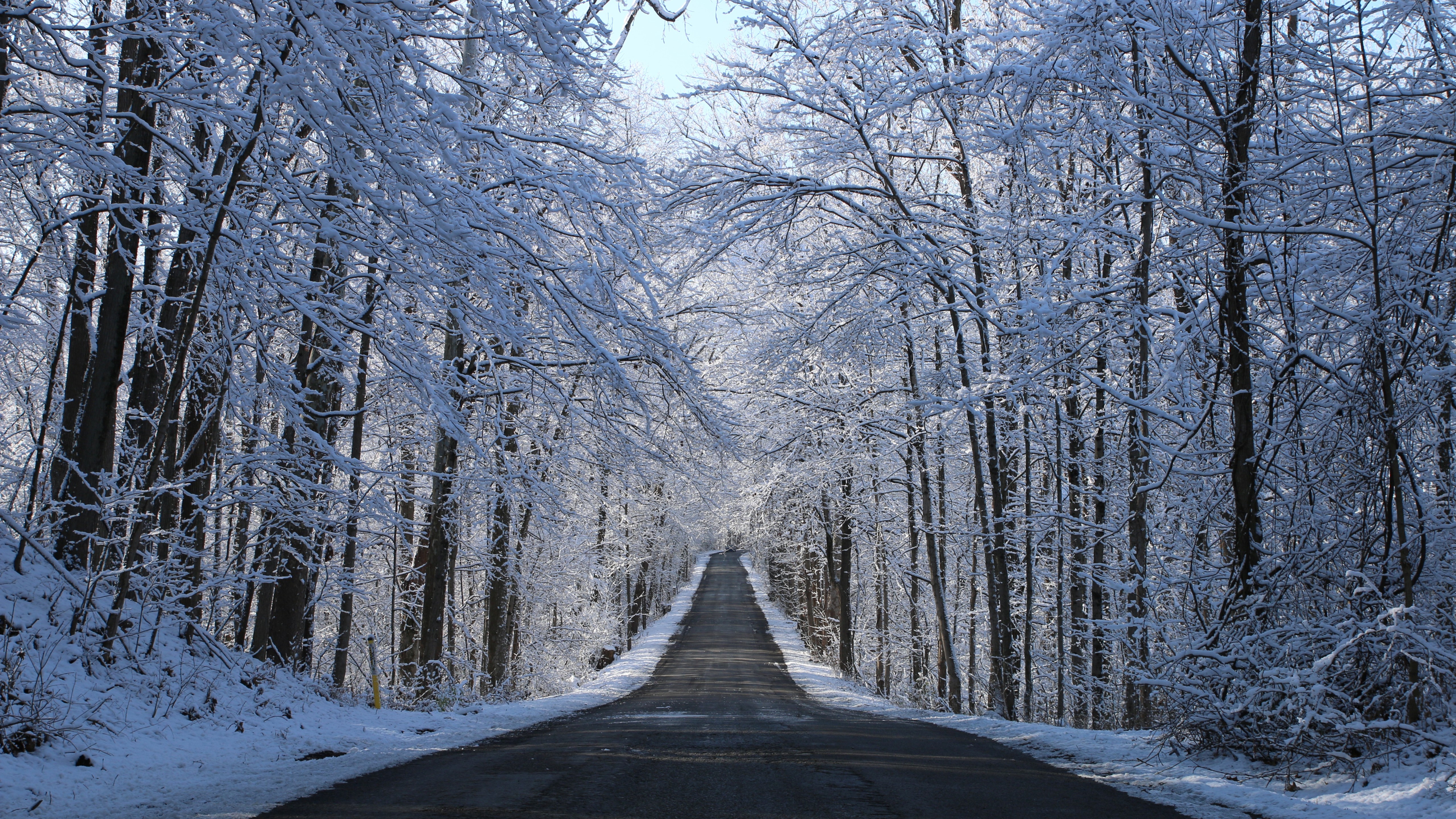 дерево, дорога, снег