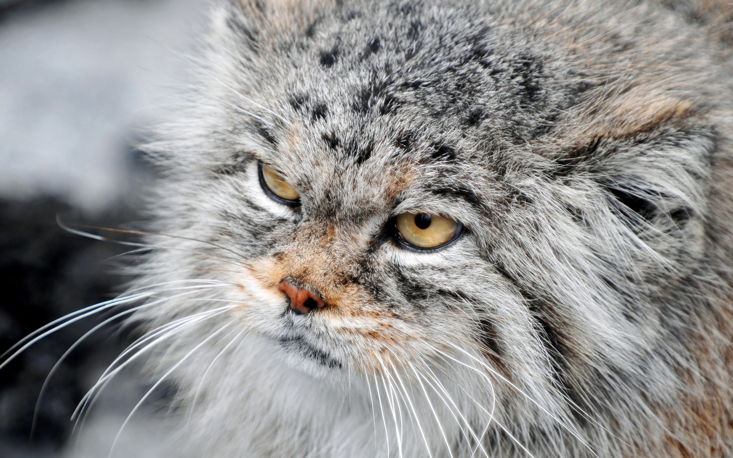 манул, кот