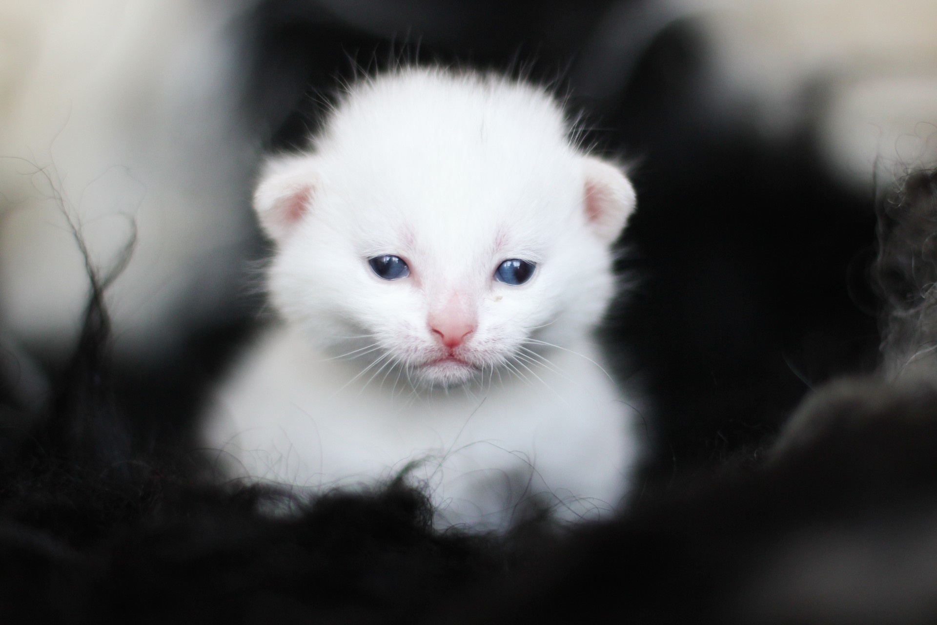Беленьких котиков. Маленький Беленький котенок. Белый котёнок с голубыми глазами. Милые белые котята. Белая кошка с голубыми глазами.