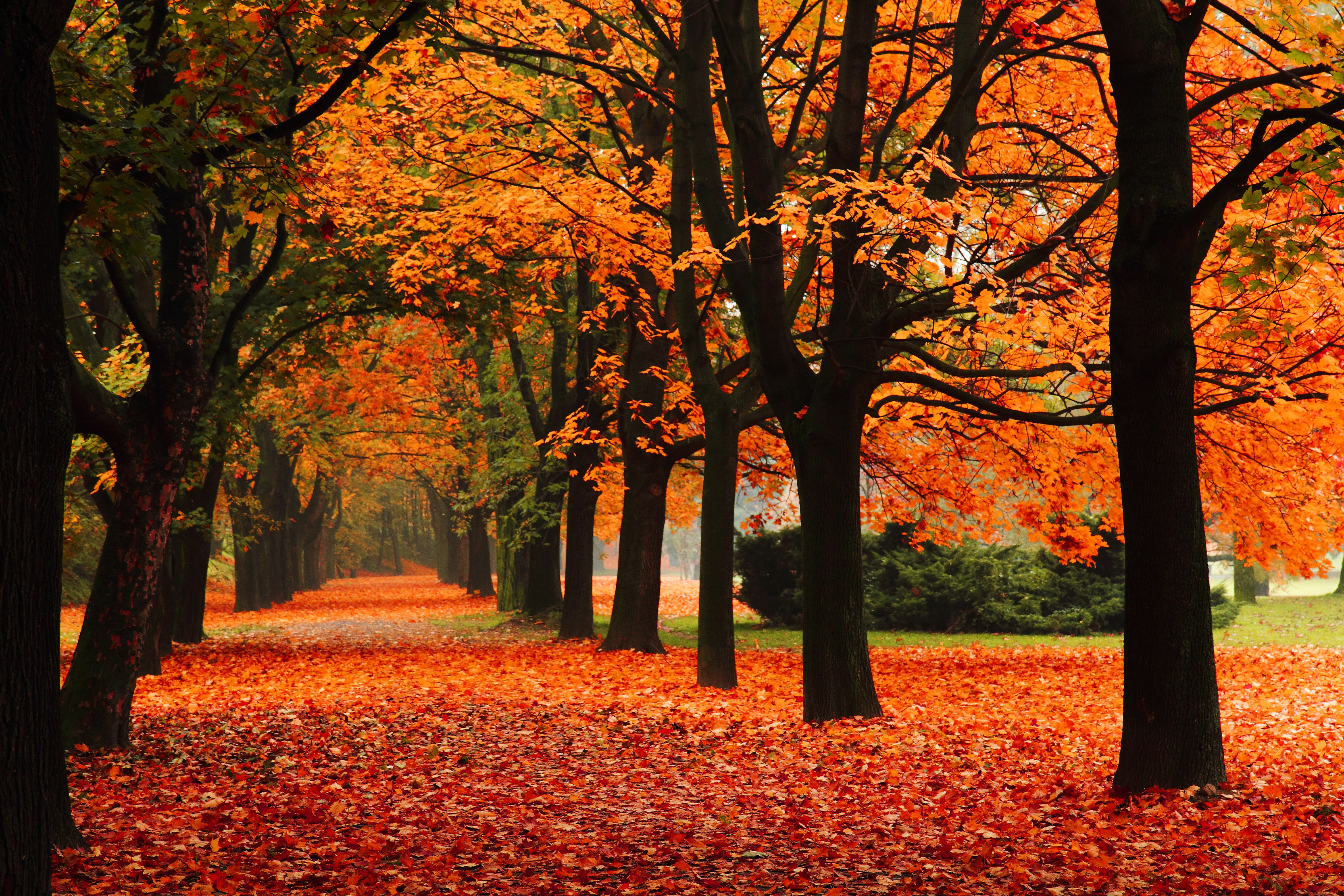 Fall отзывы. Осенний парк. Красивая осень. Осенний листопад. Осенняя аллея.