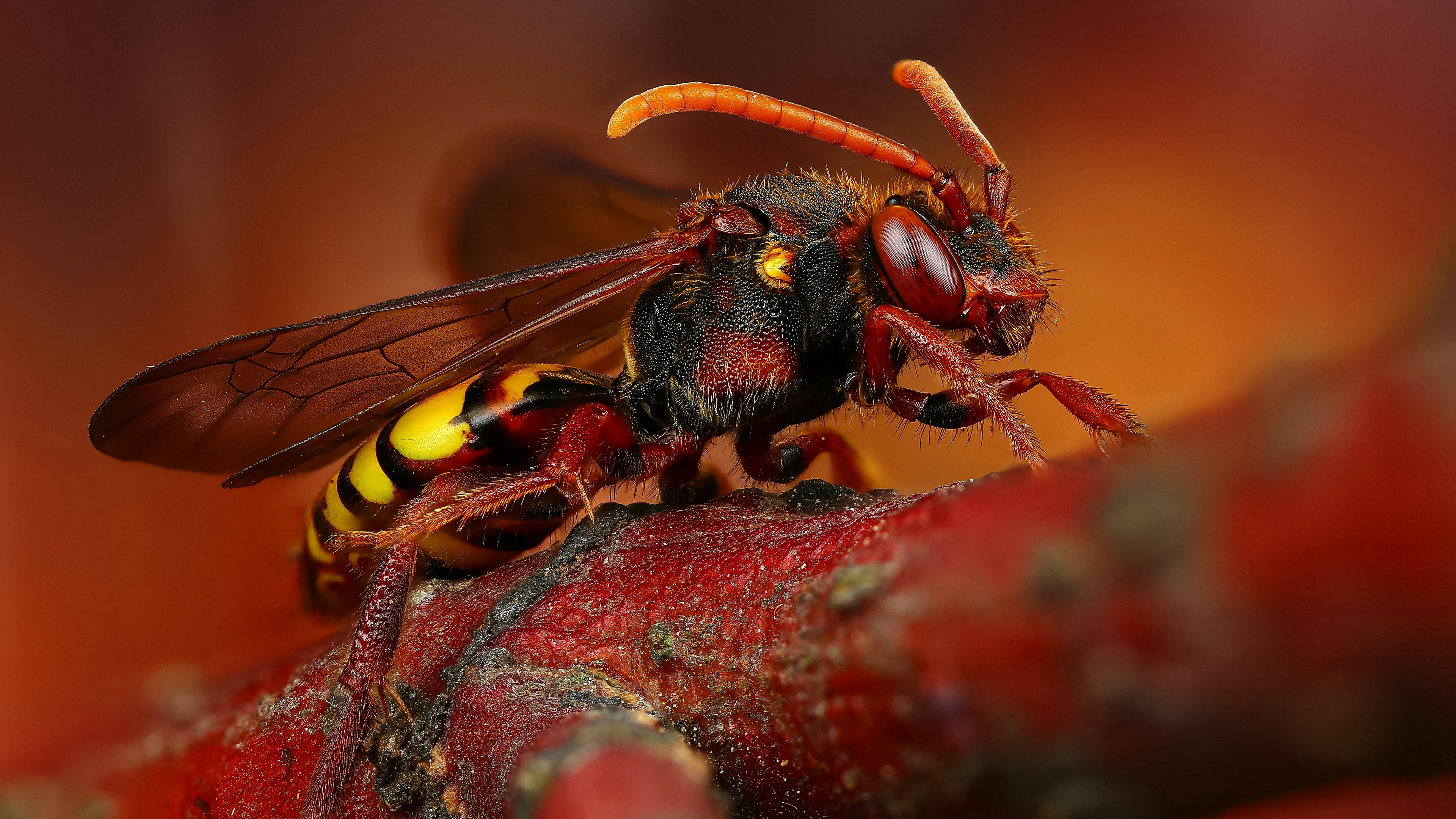 hornet, makryi
