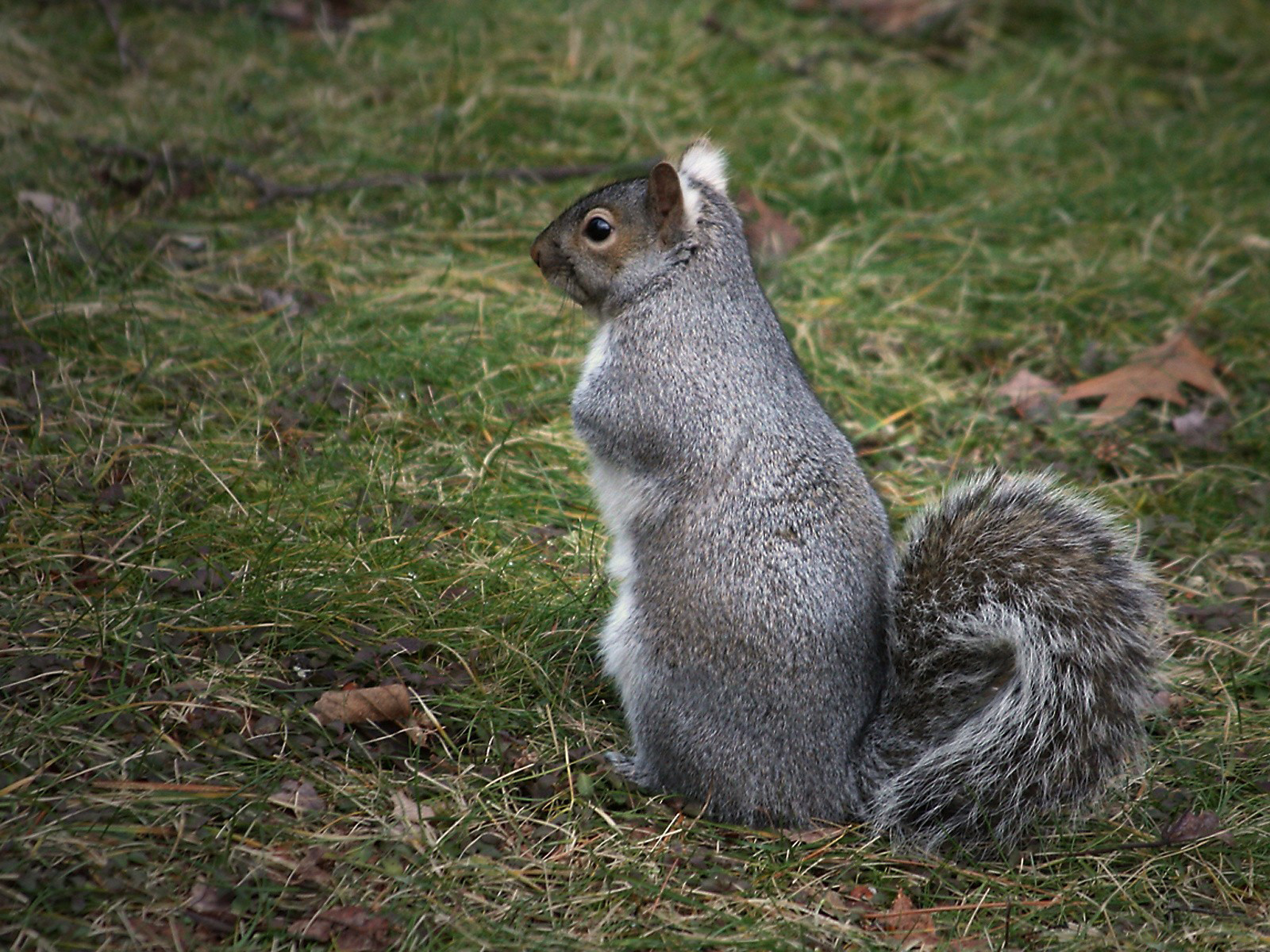 есть белка, сидящая на земле в траве
