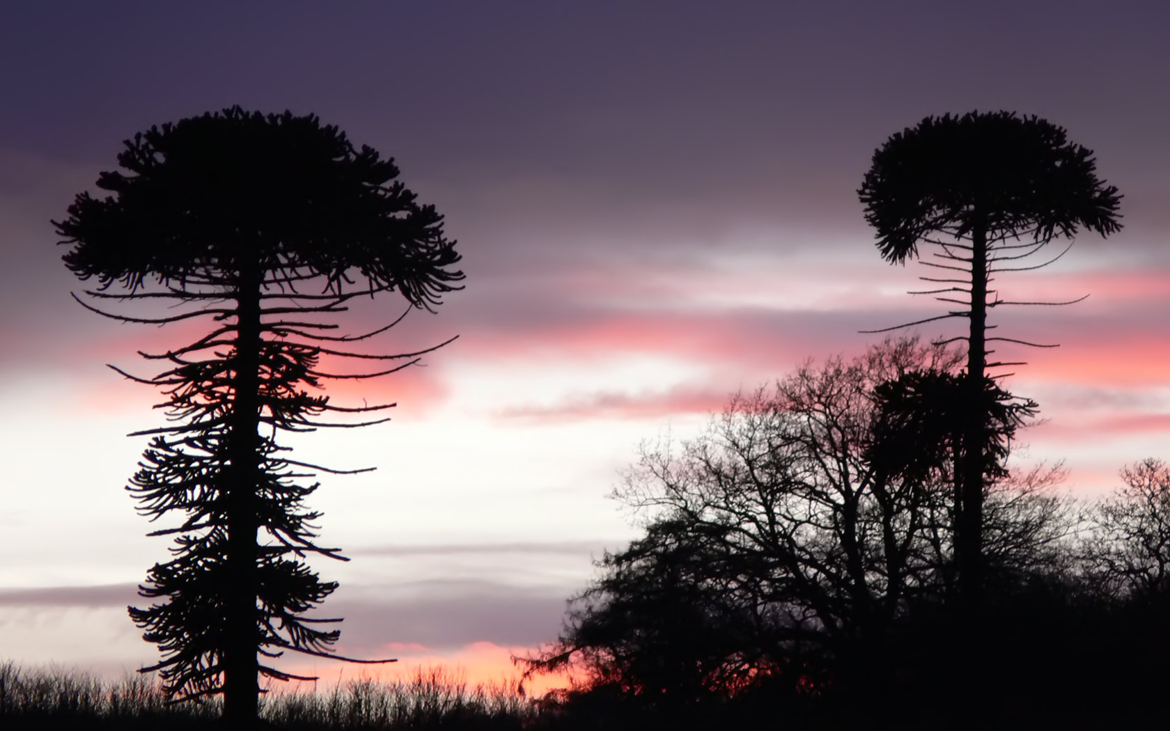 araucaria, araucarias, youtube