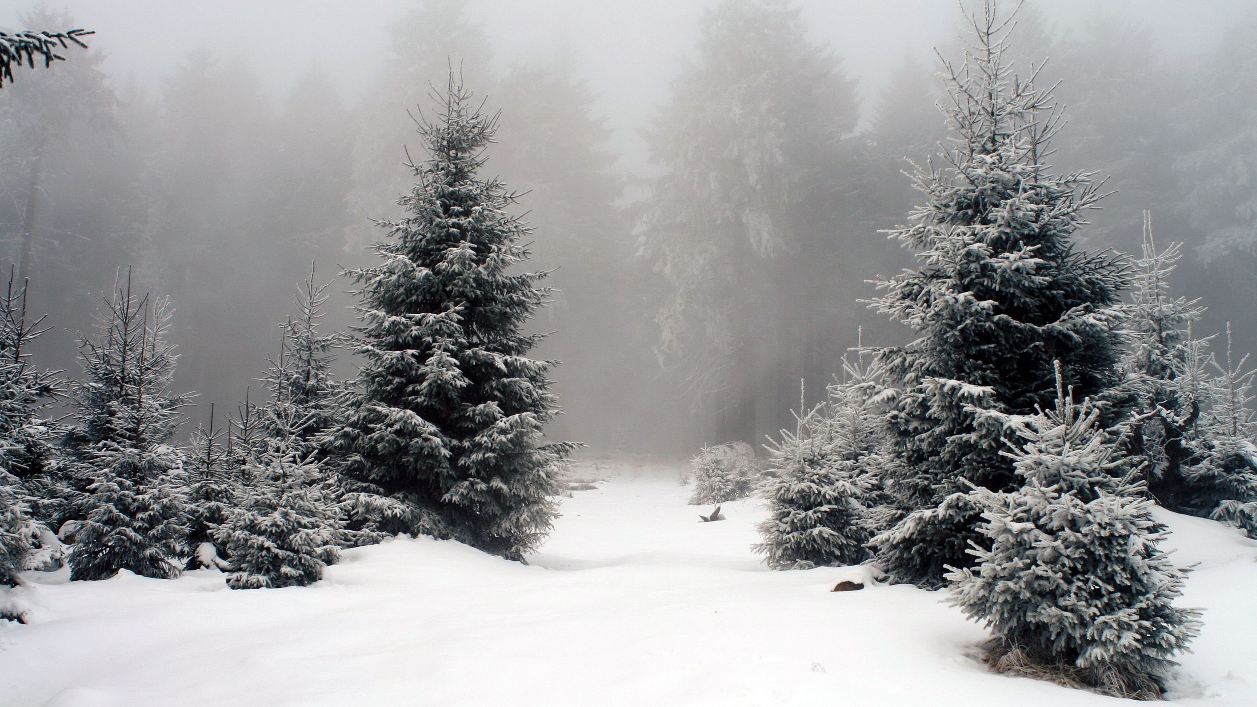 снег лес сосны ели snow forest pine ate без смс