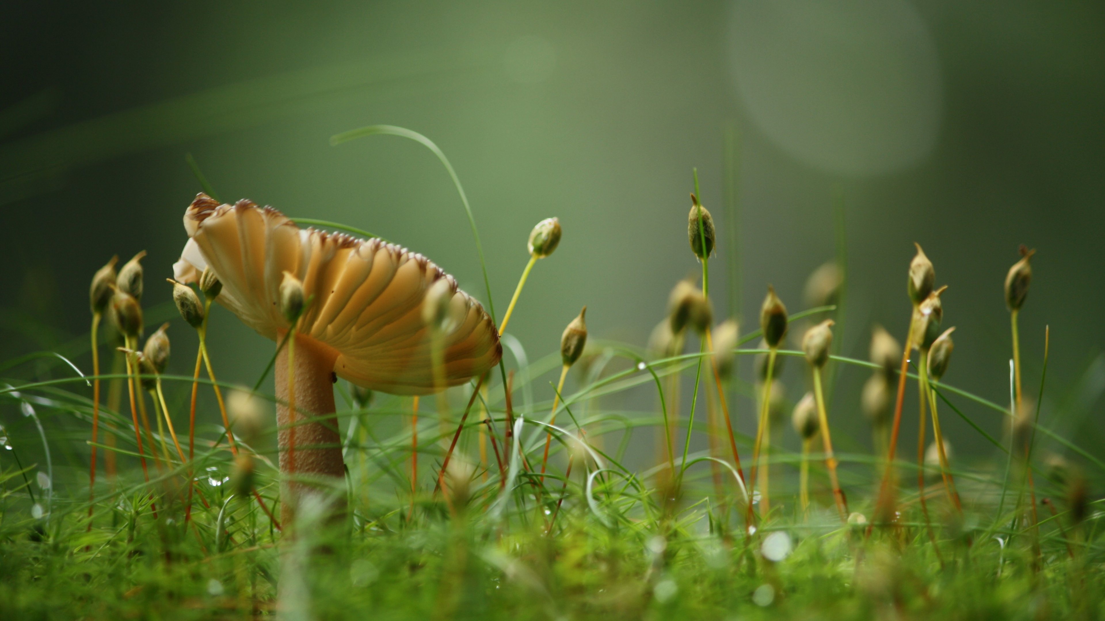 макро, flowers, mushroom