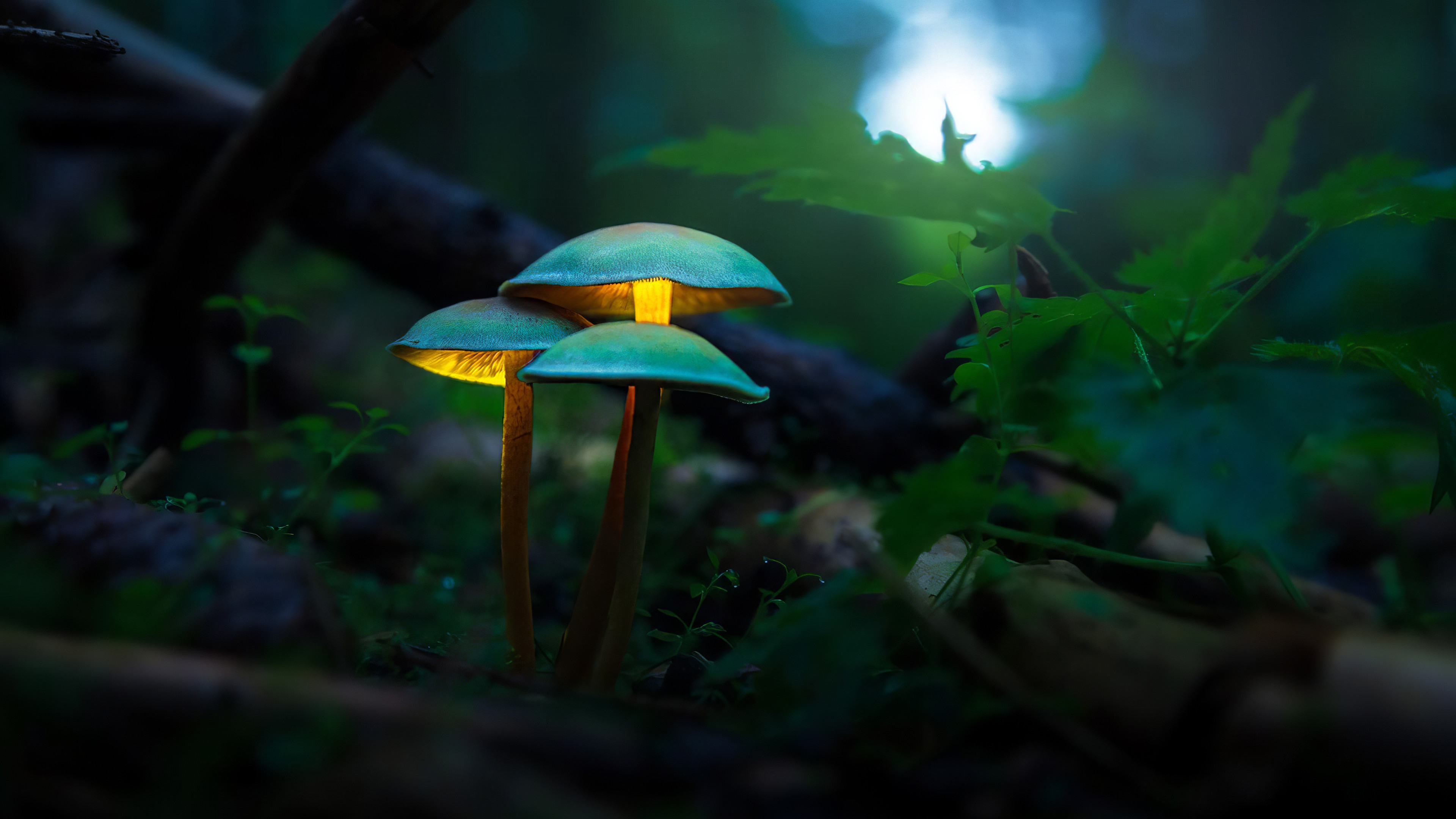 mushroom, свечение, fore