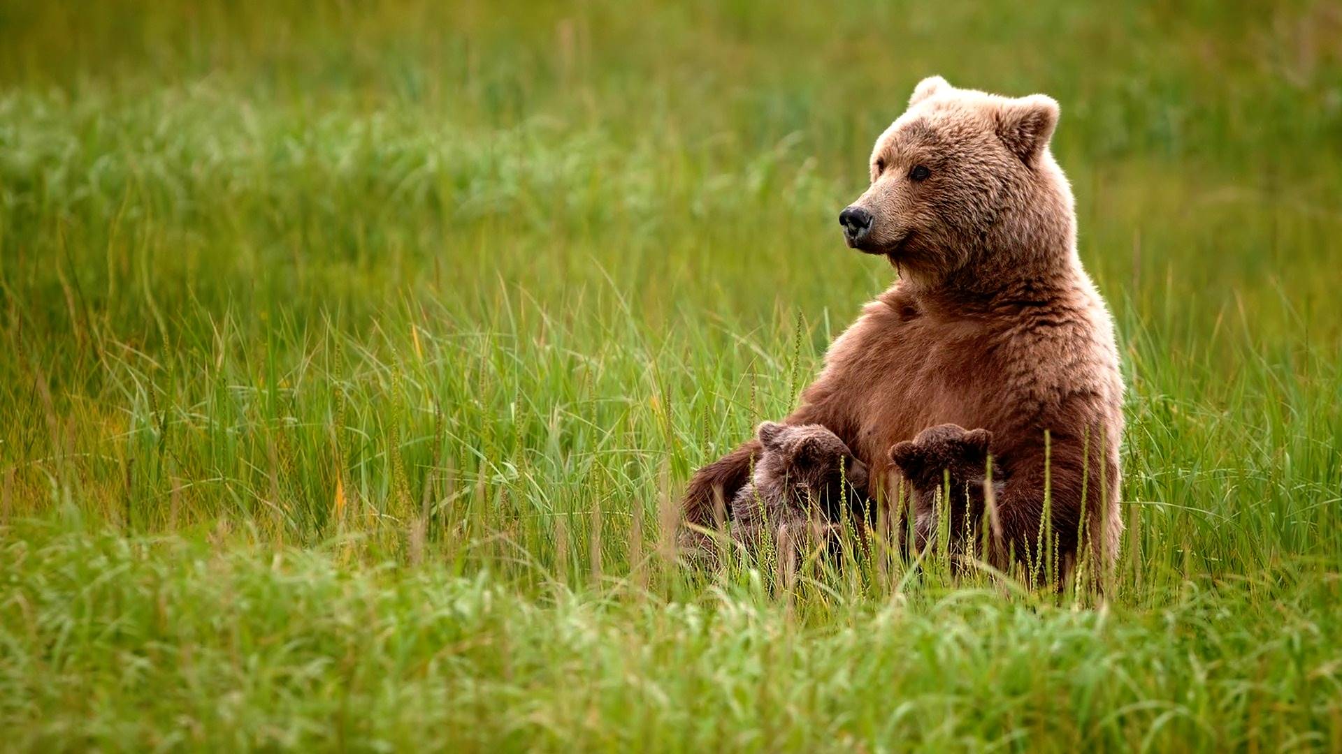 живые, кружевные