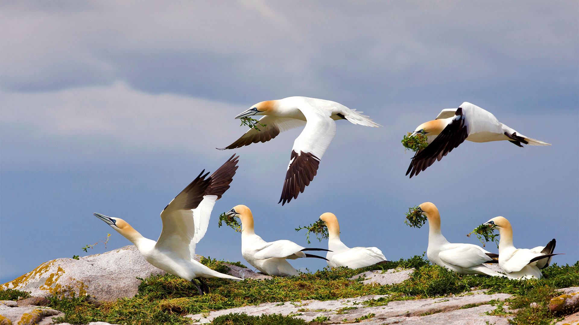 gannet