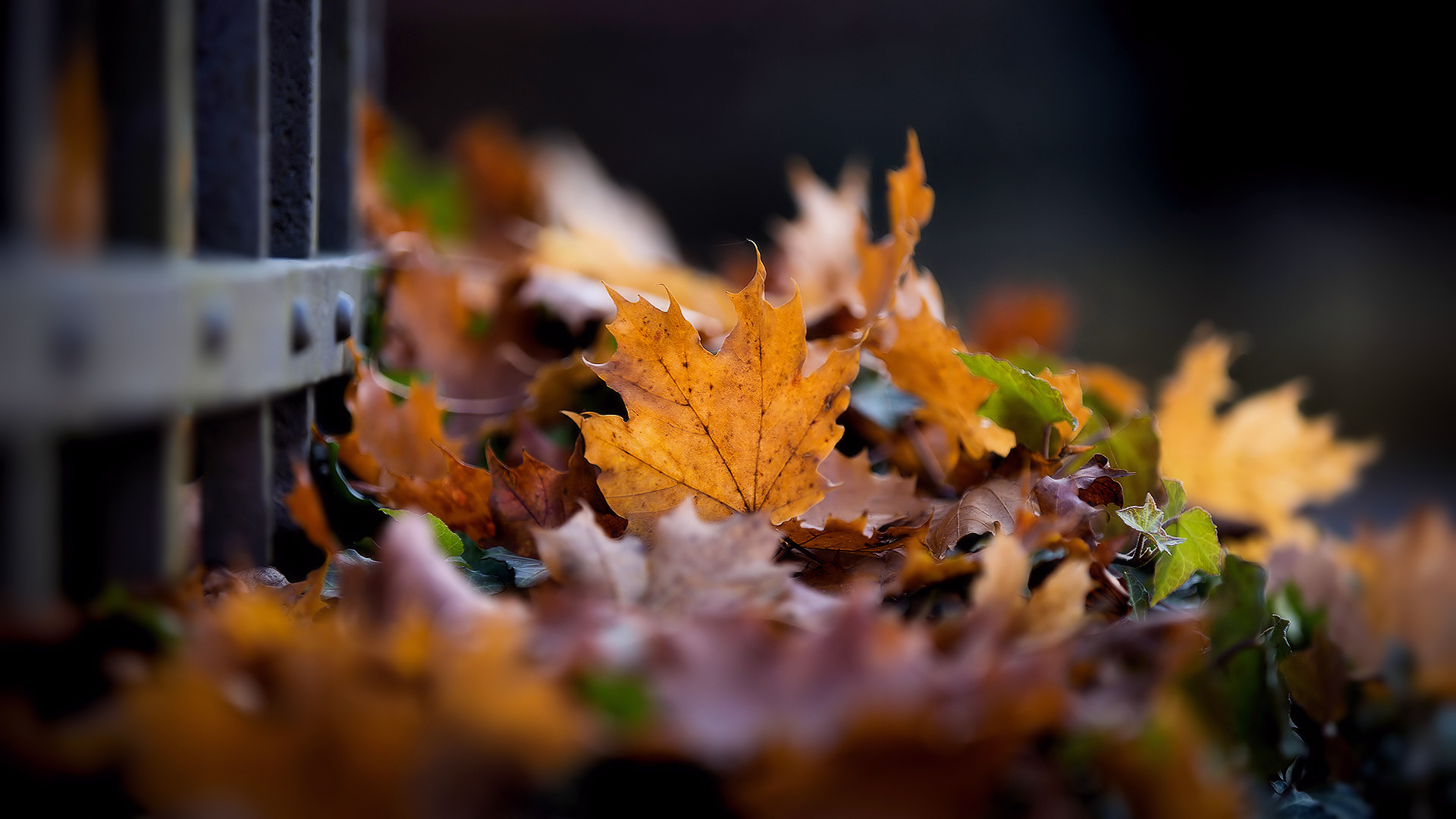 Осенний листопад на рабочий стол