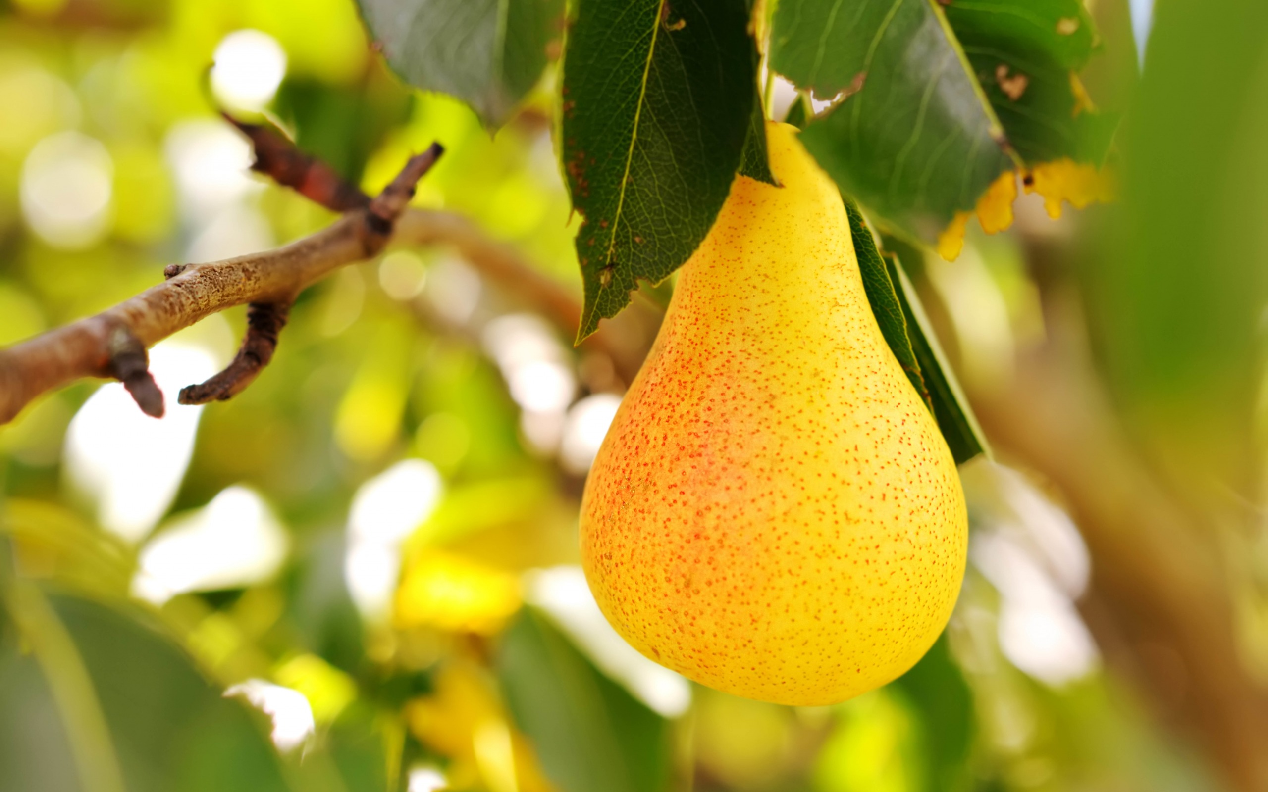 разрушение, раса i