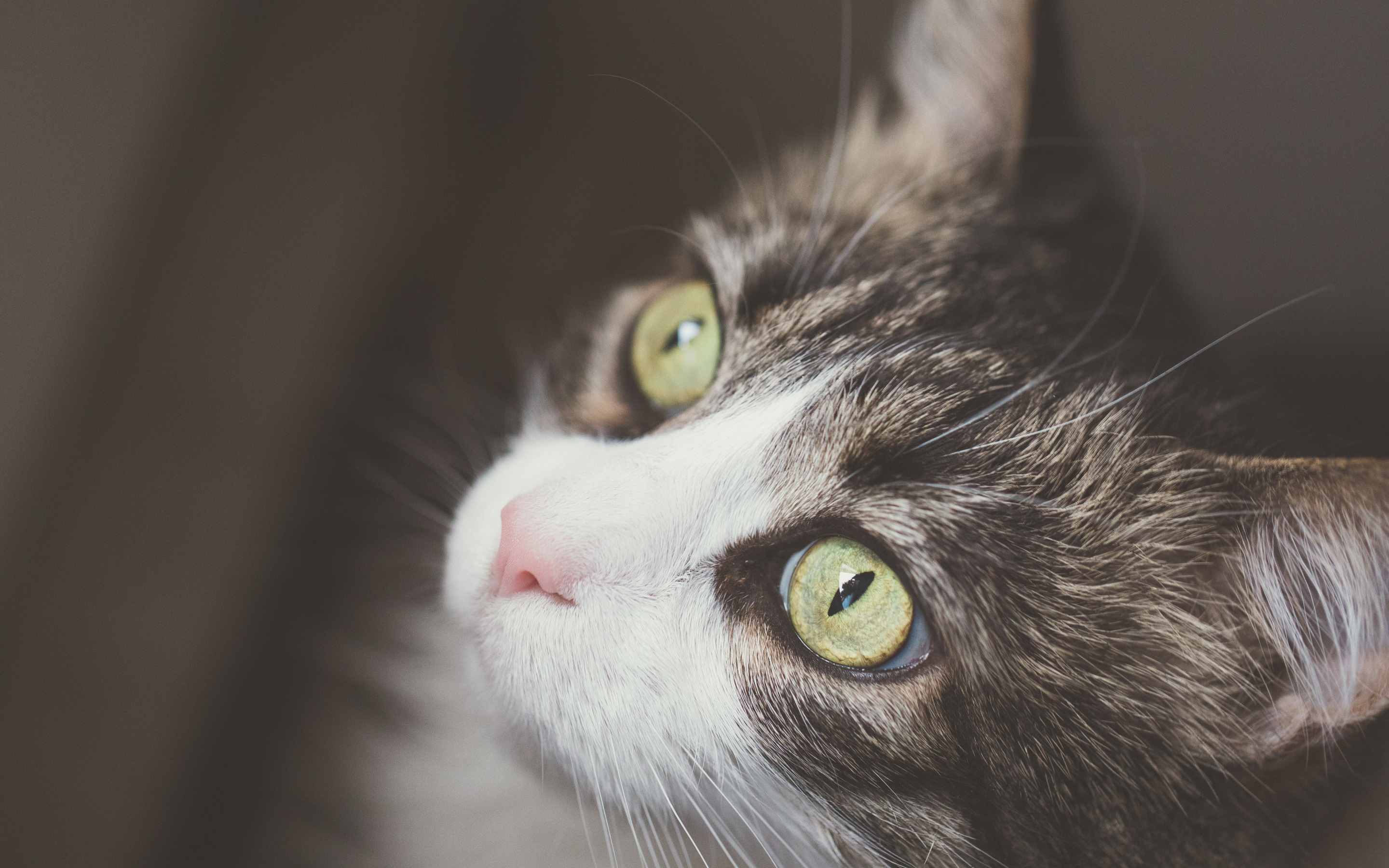 кот, котейка, смотреть