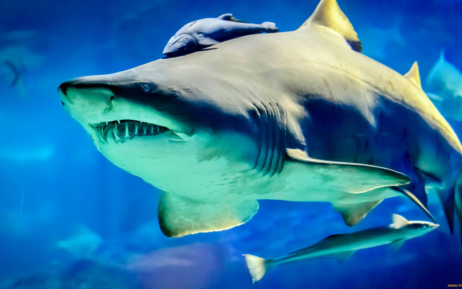 акула, remora, fish