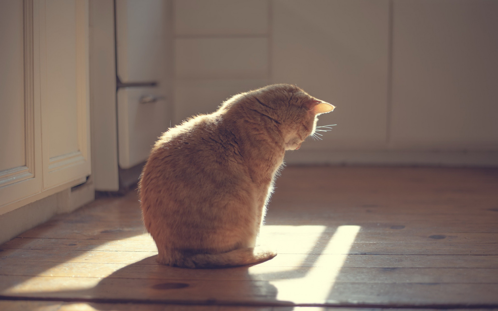 дом, котенок