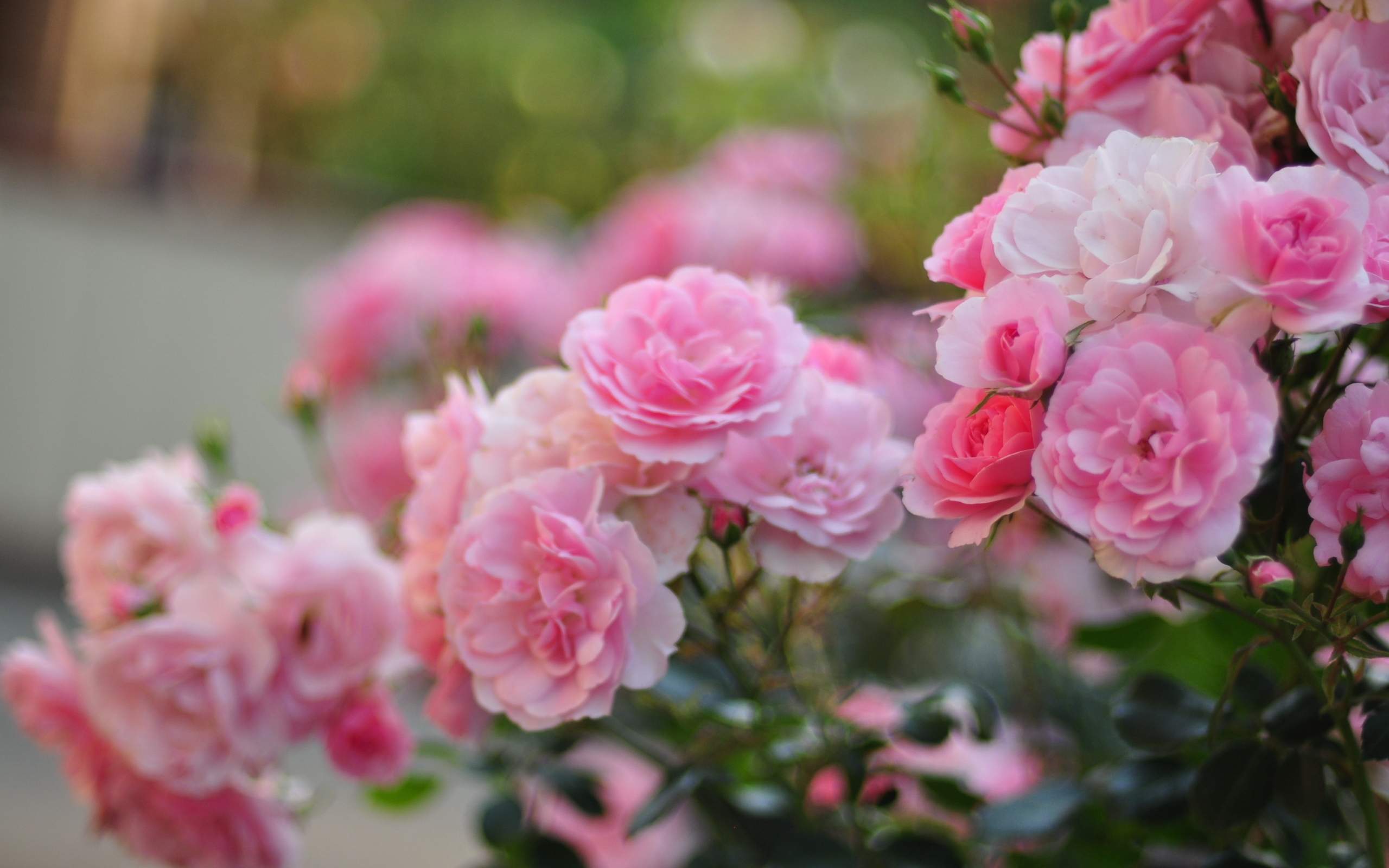 кусты, кусты, кусты