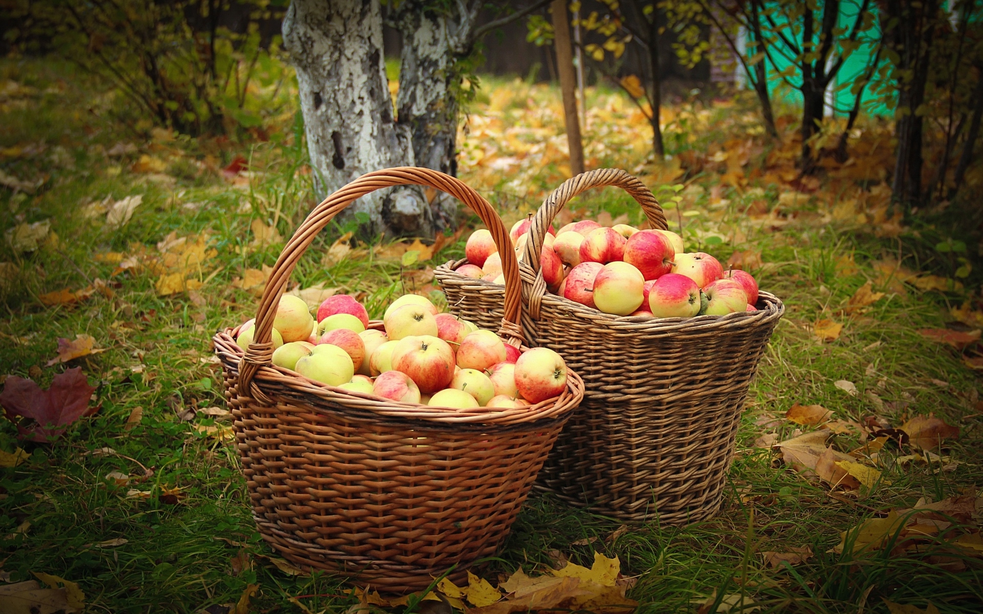 собранный урожай яблок
