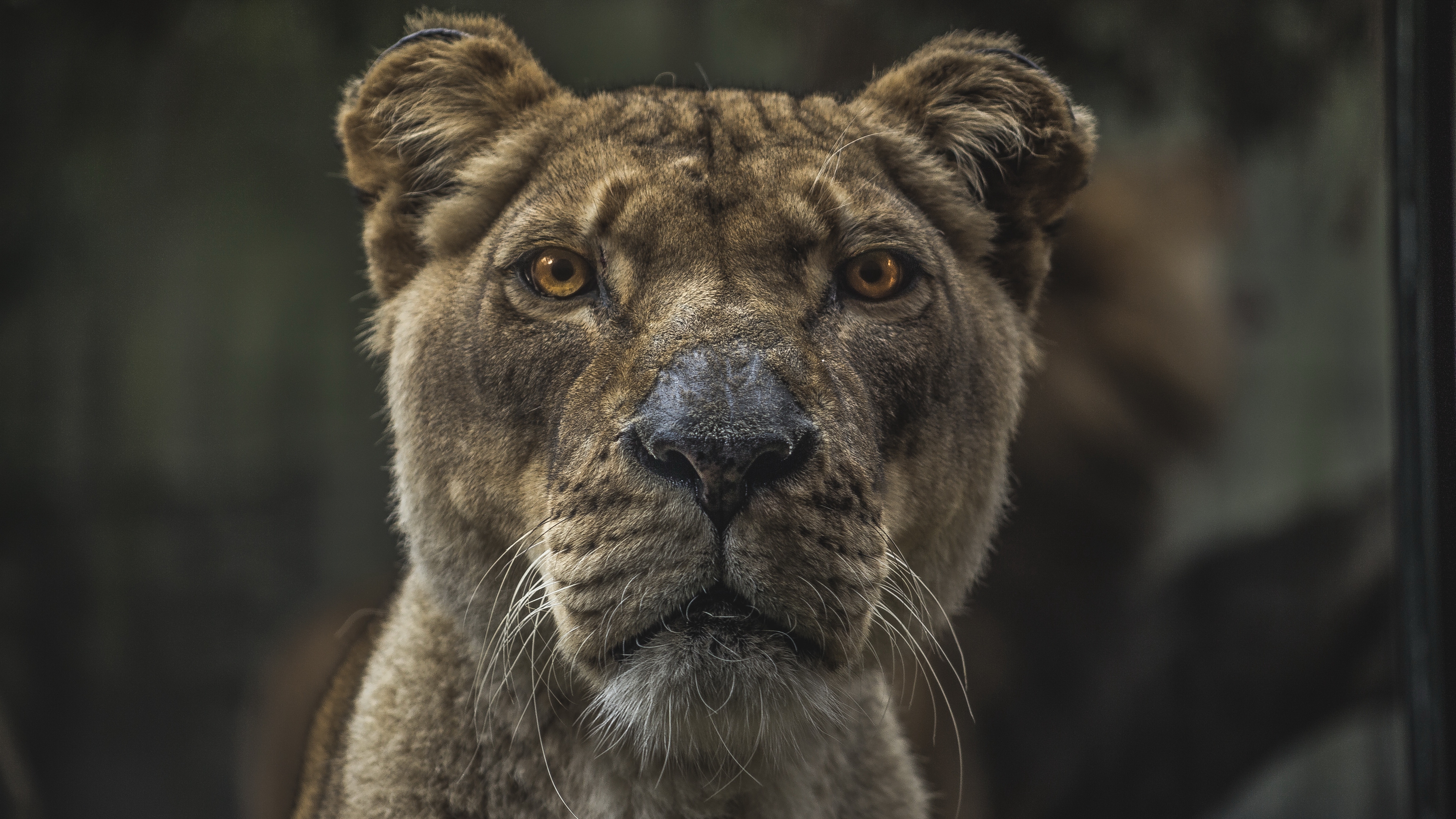 животное, амазе, декан