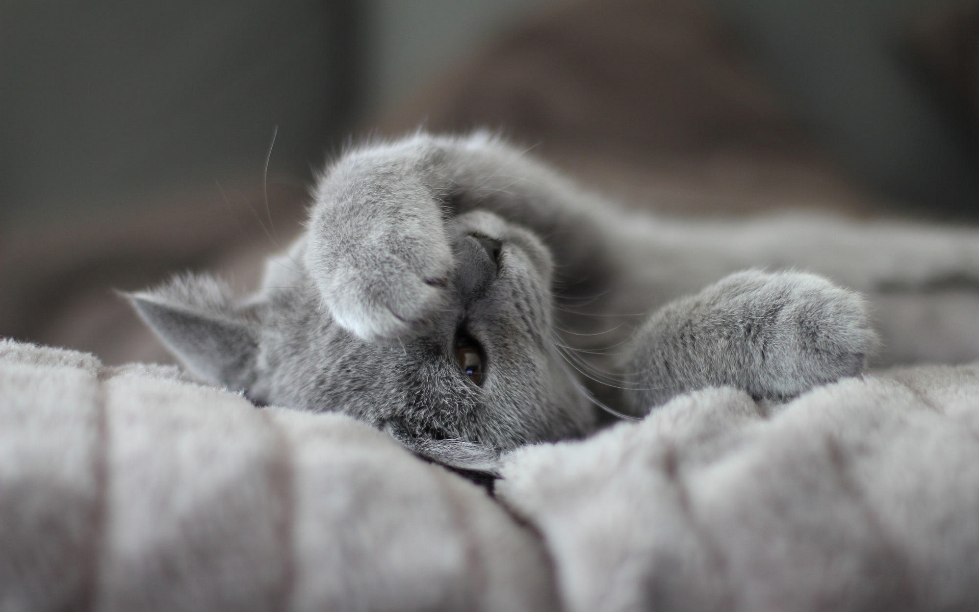 бритиш, короткие