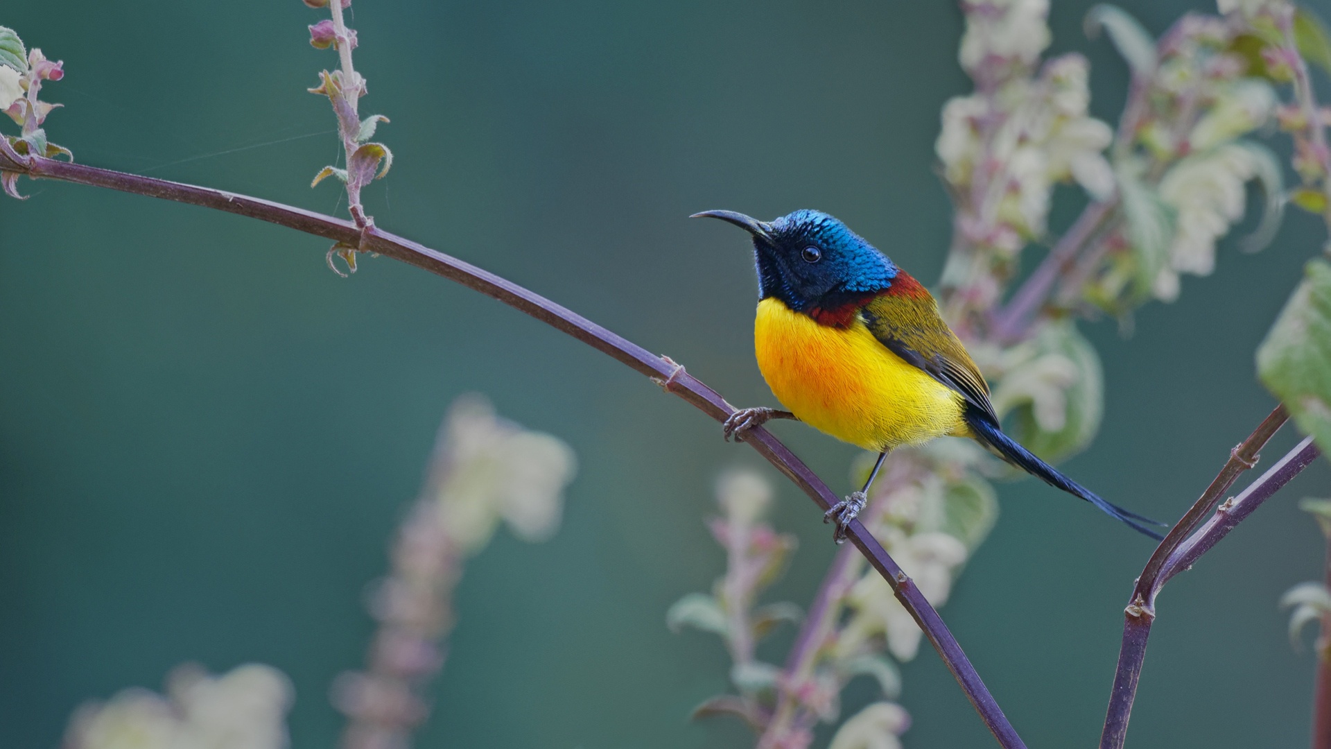 sunbird