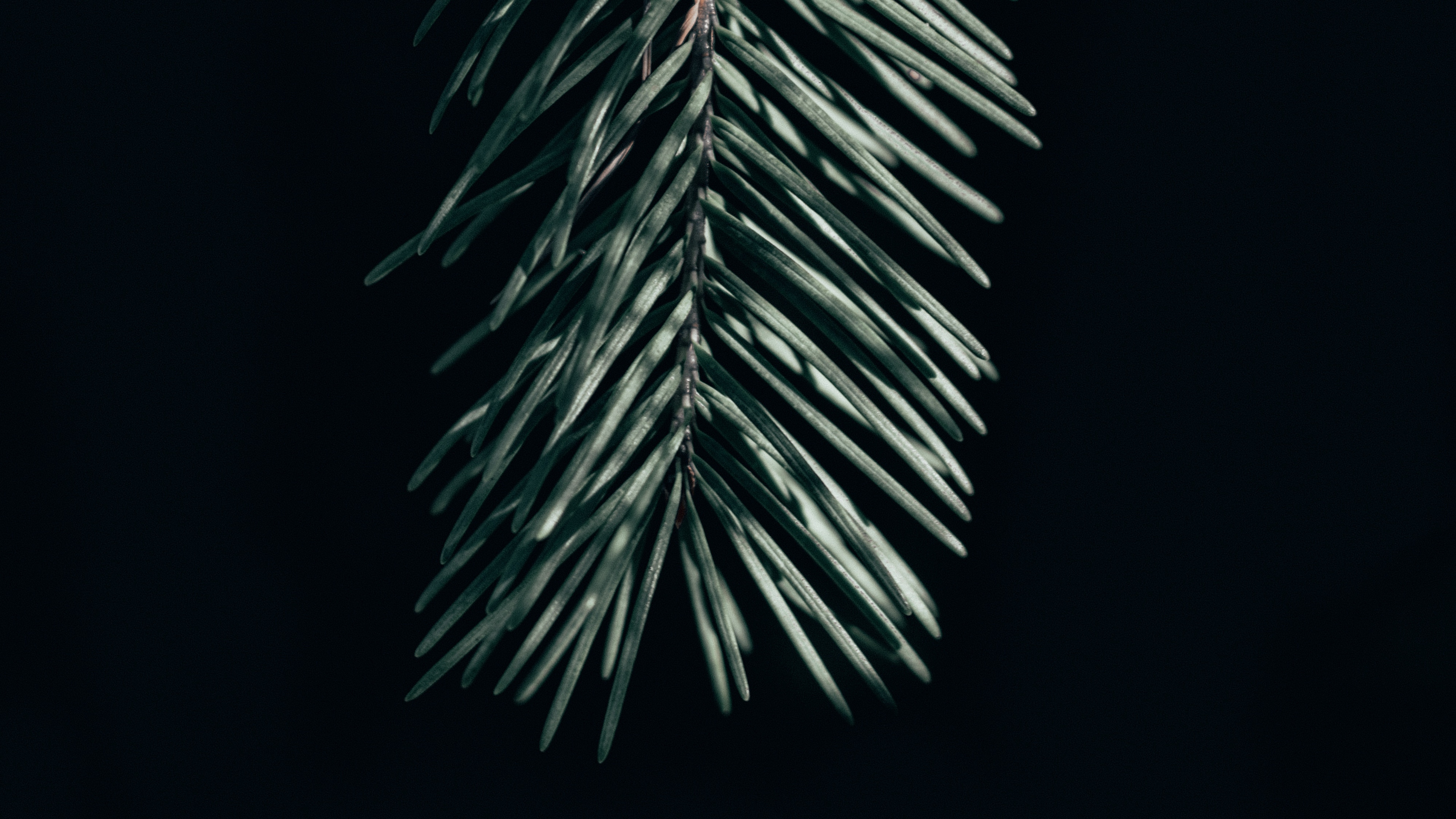 mobile, branch, ёль