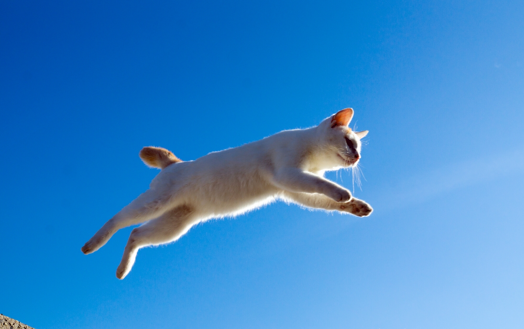 Кошки полетели. Кот в прыжке. Кот летит. Летающие коты. Кошка в полёте.