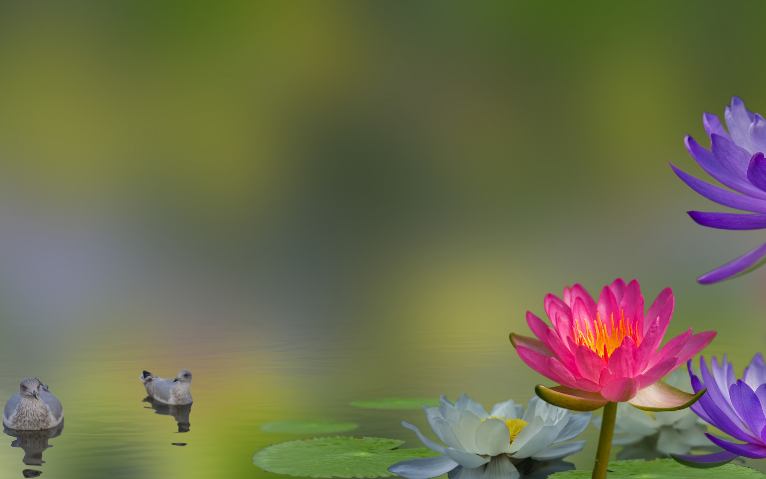 The flowers to water every day. Обои кувшинки. Кувшинке панорама. Цветы на фоне заката. Фотообои на рабочий стол водяная Лилия.
