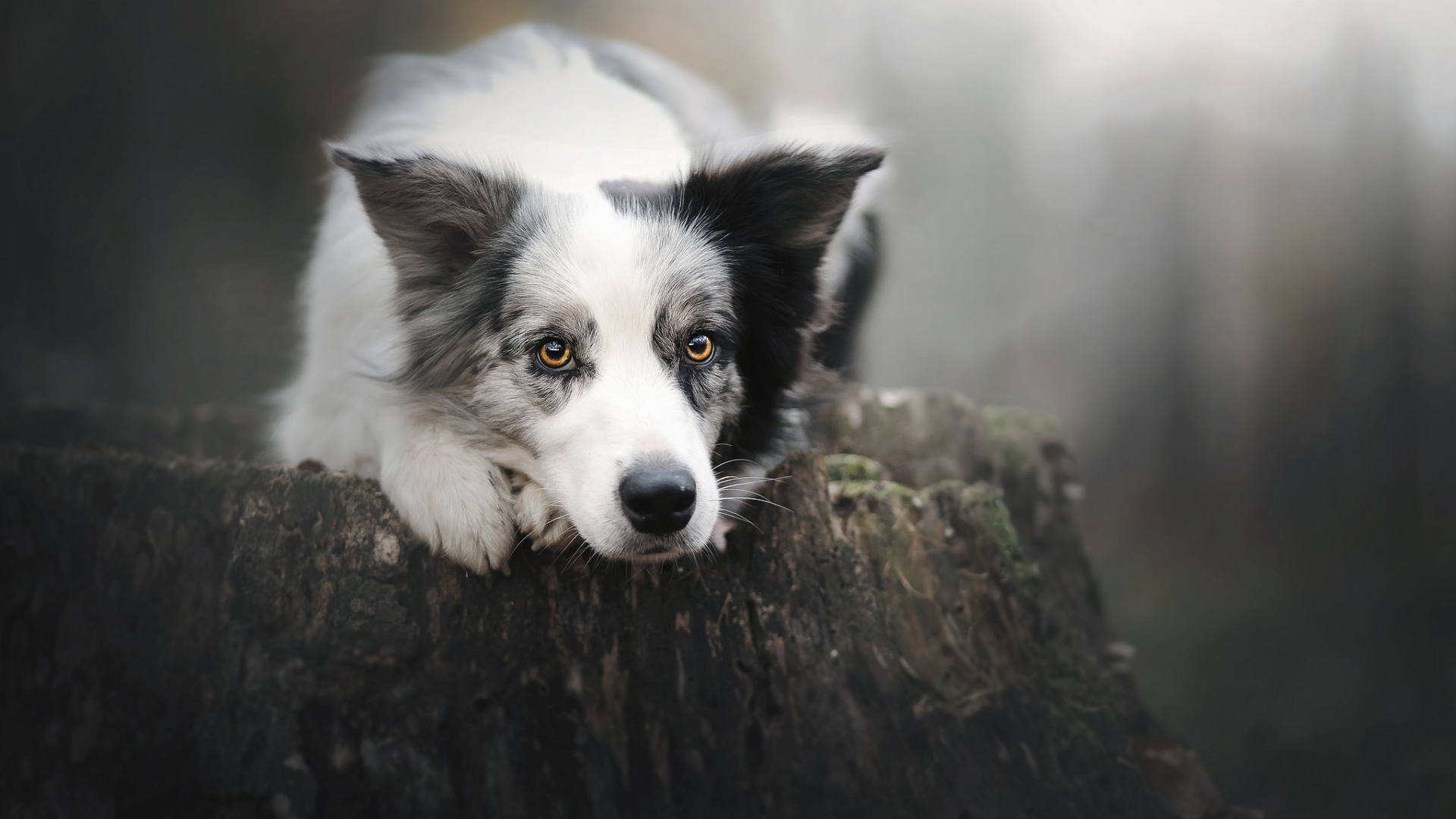 порода, собака, группа