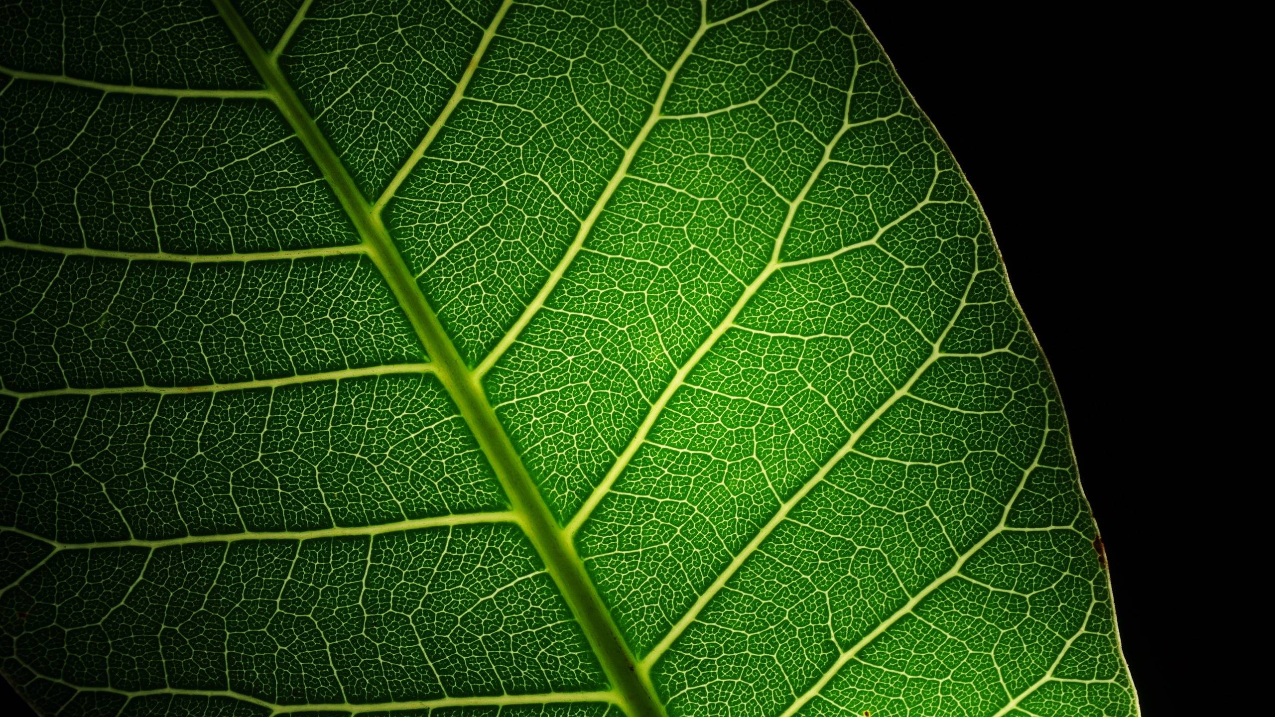 naturaleza, frase, fallar